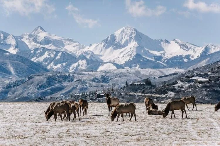 Effort Underway to Create Safe Passages for Wildlife Across Highway 82