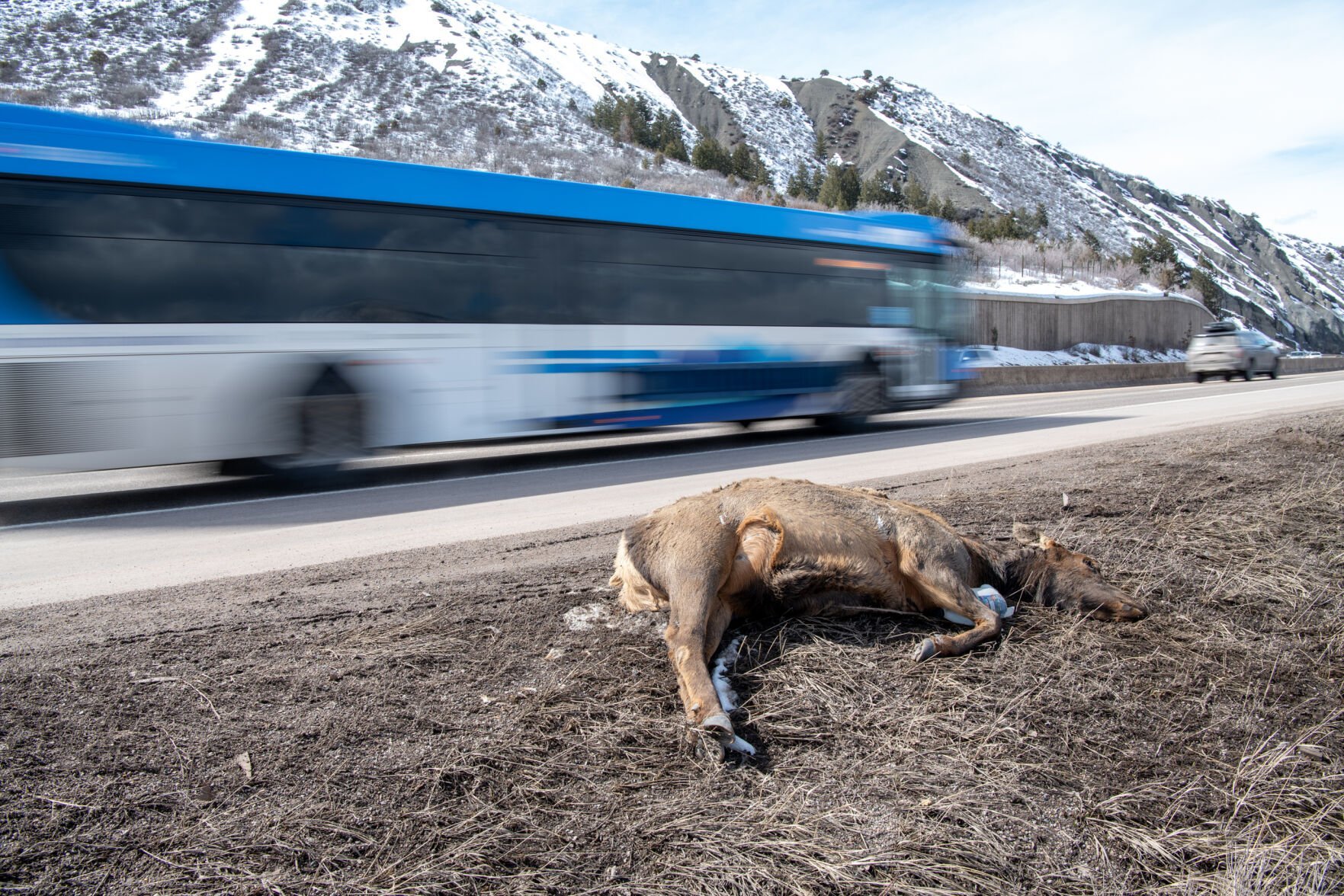 Study Identifies Six Stretches of Highway Where Wildlife Need Help