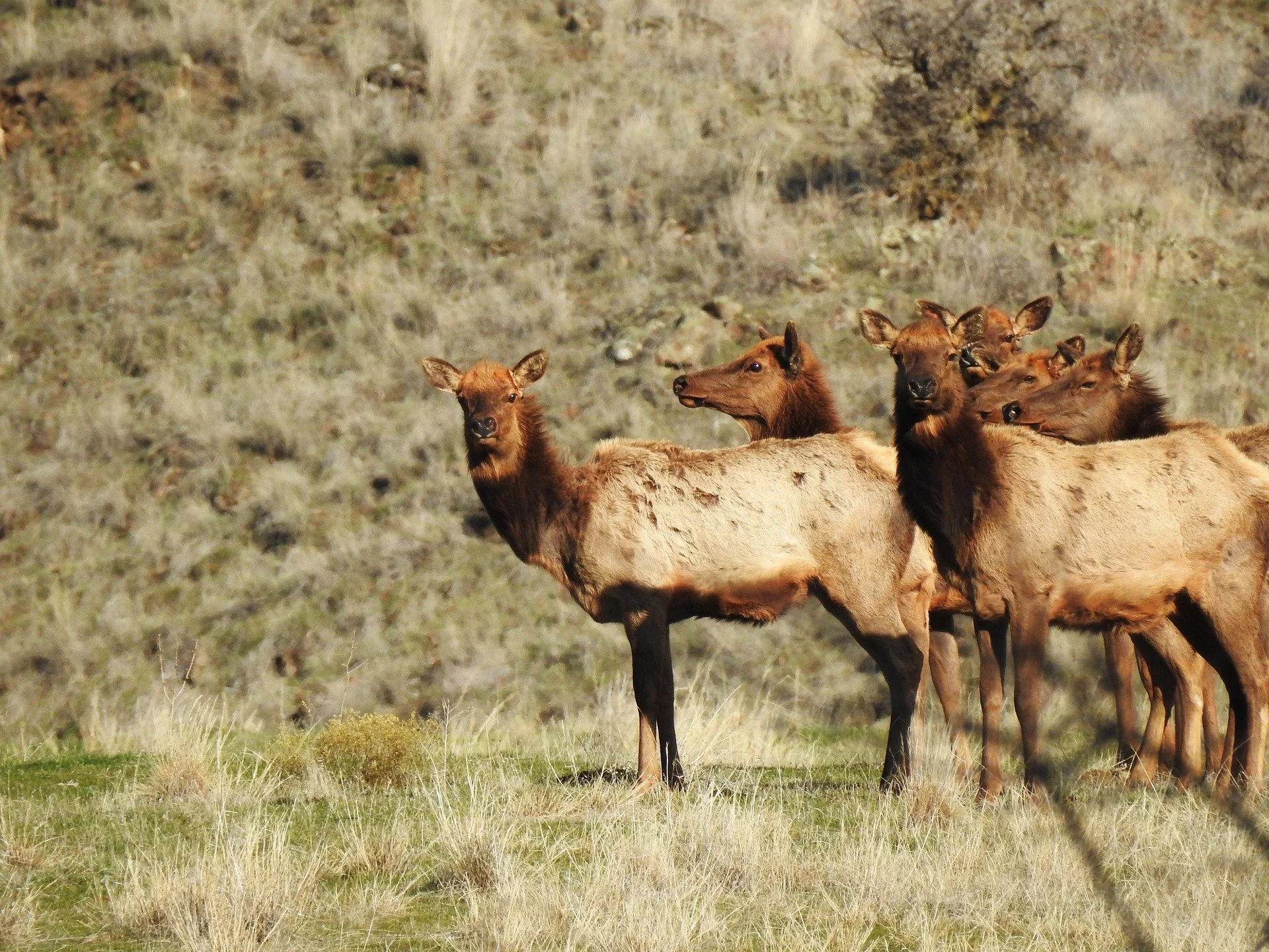 Group Works to Reduce Collisions With Wildlife