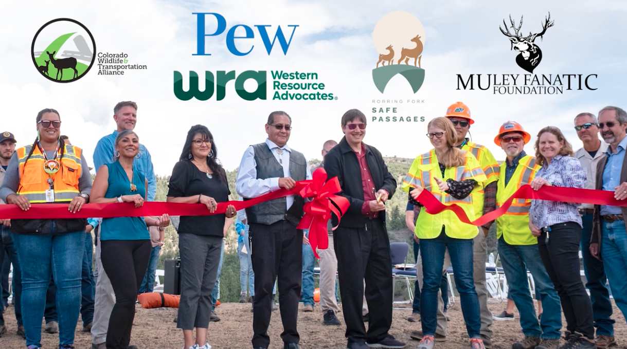 VIDEO: Colorado Has a Chance to Save Lives and Money with More Wildlife Crossings