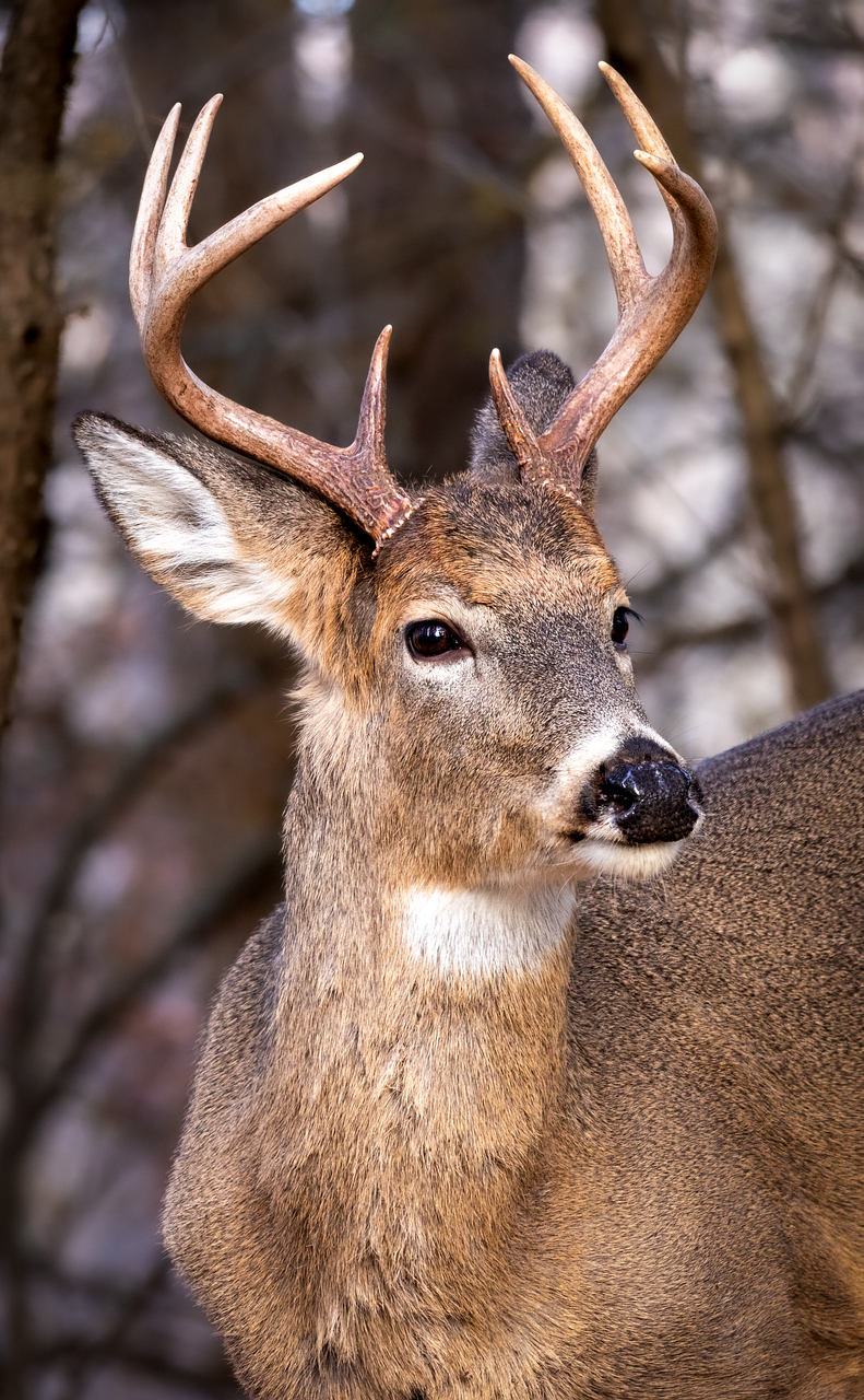 Lisman: Wildlife passages are needed