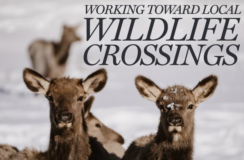 Roaring Fork Safe Passages launches wildlife data program for the valley