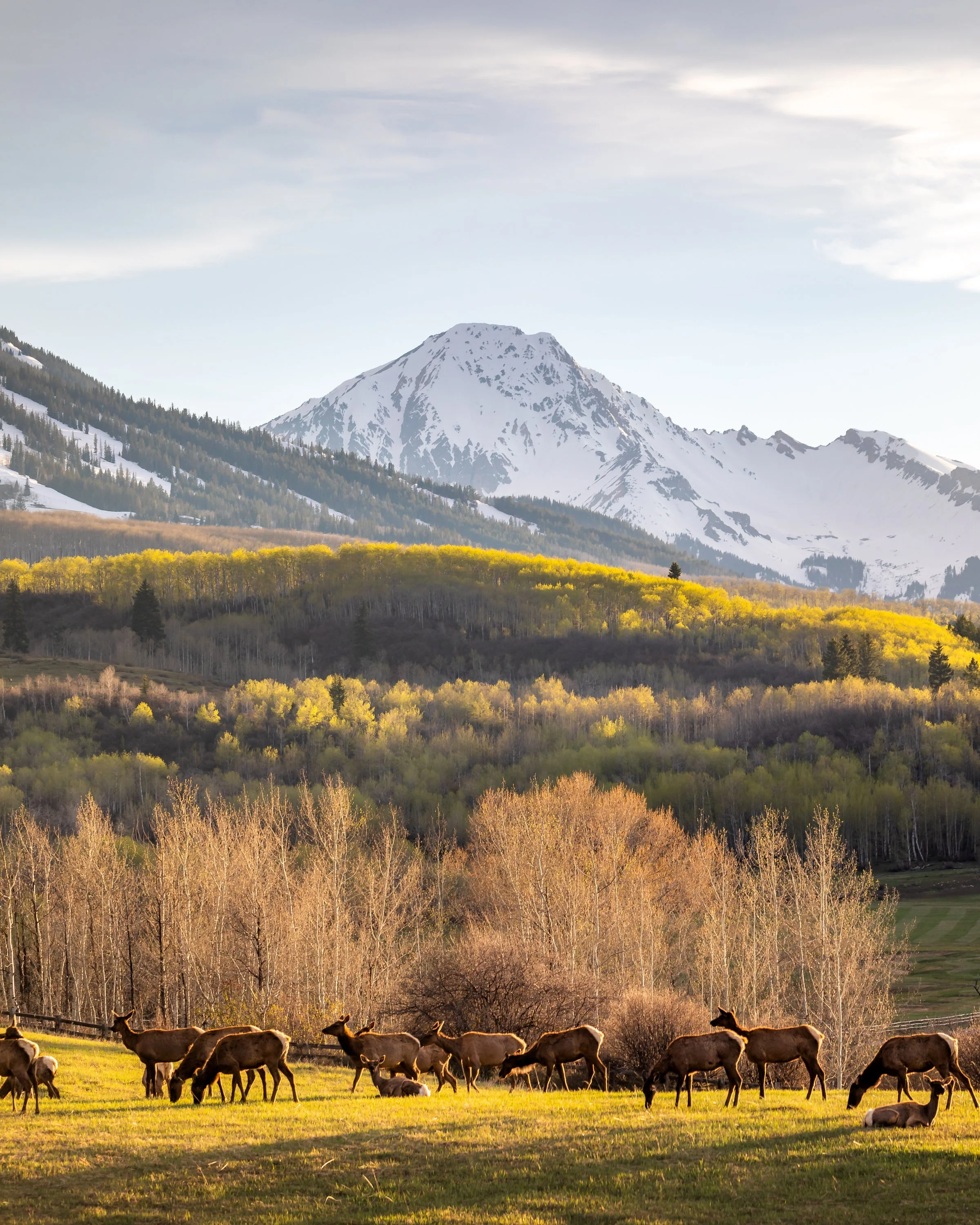Press Release: Roaring Fork Safe Passages Launches Community Wildlife Data Program, Joins National Roadside Wildlife Count