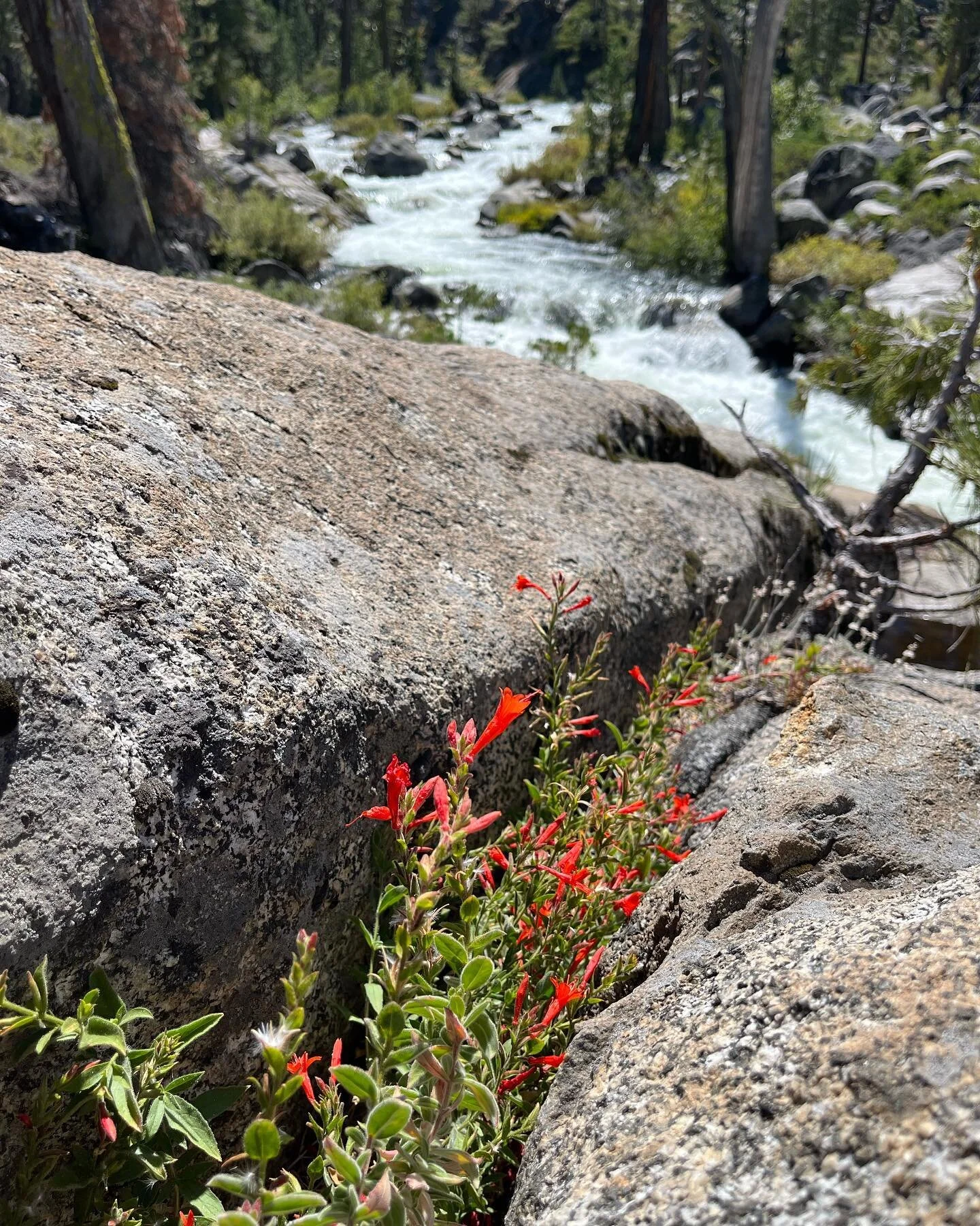 Where the rivers flow East