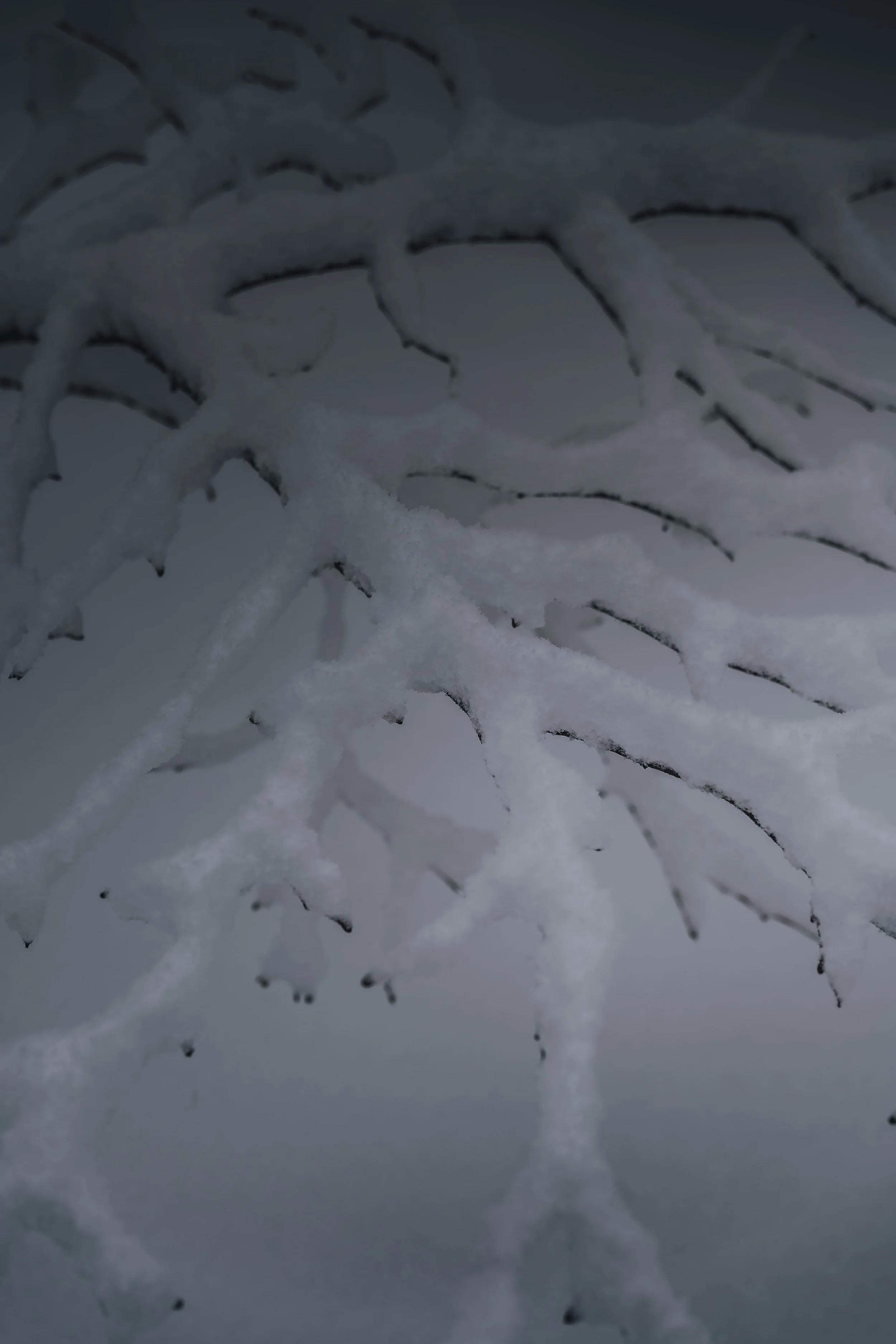 DZ5_1206-DxO_DeepPRIME 3.jpg