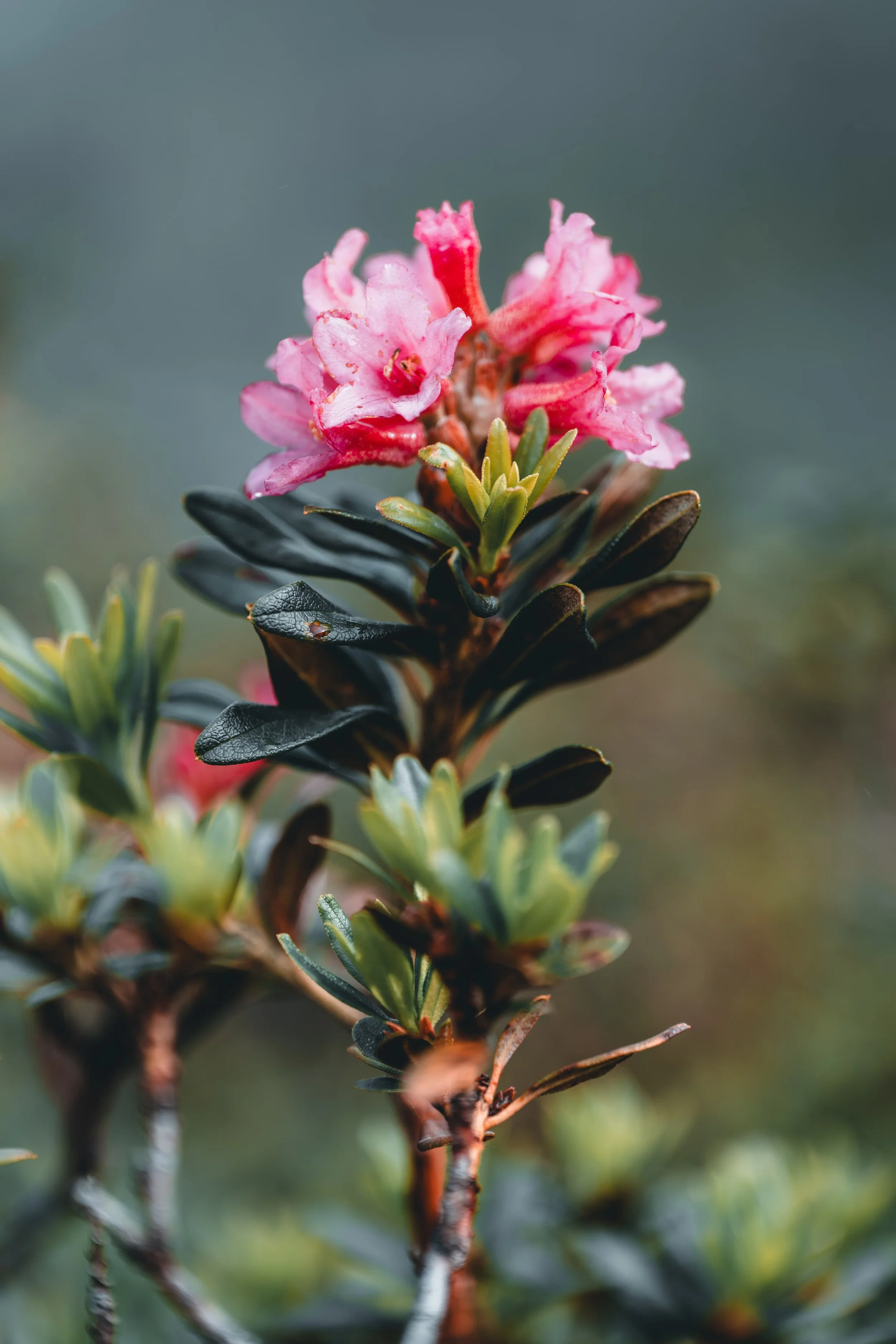 DSC_4357-DxO_DeepPRIME 3_insta-nano.jpg