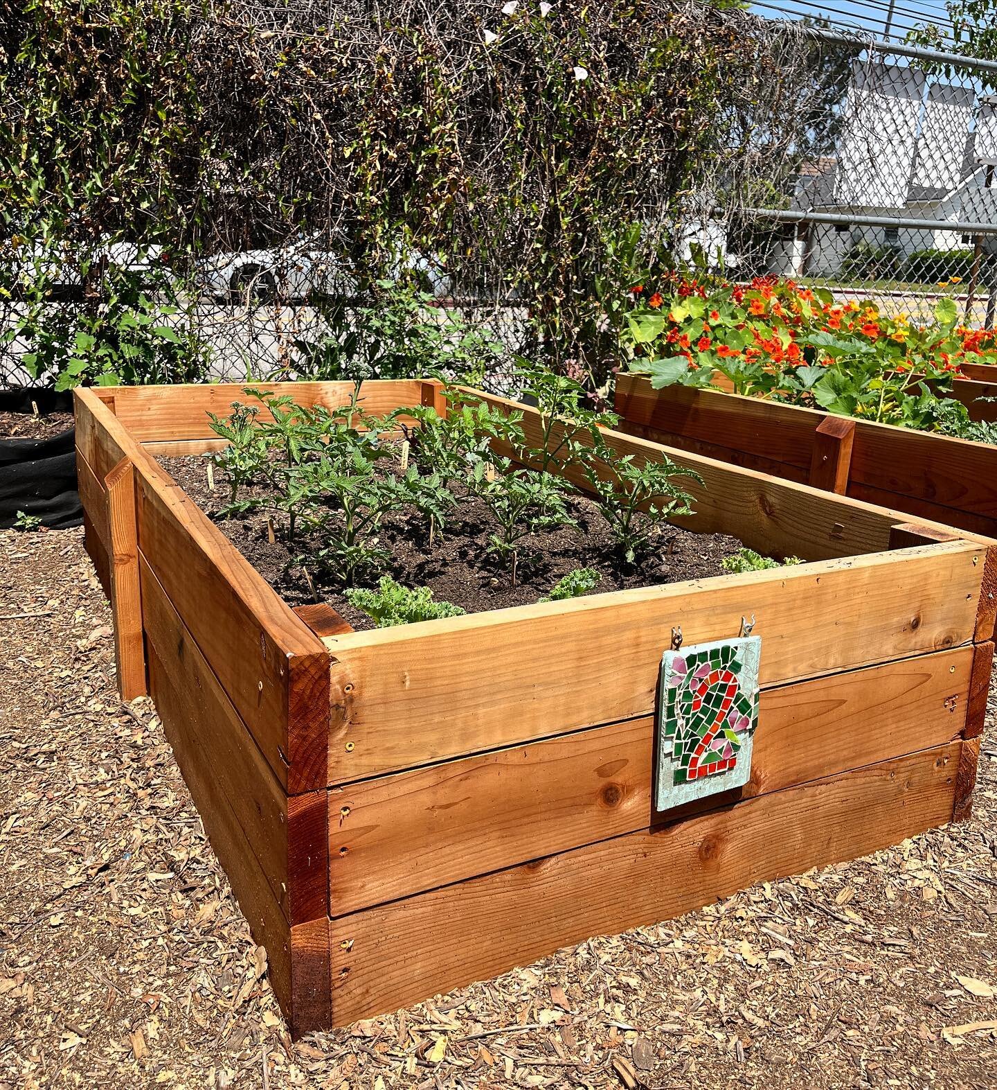 BFEF Learning Garden beds built with our grant from Cigna are growing so fast! BFEF spends nearly $30,000 maintaining our campus native gardens and paying for the weekly learning garden rotations.