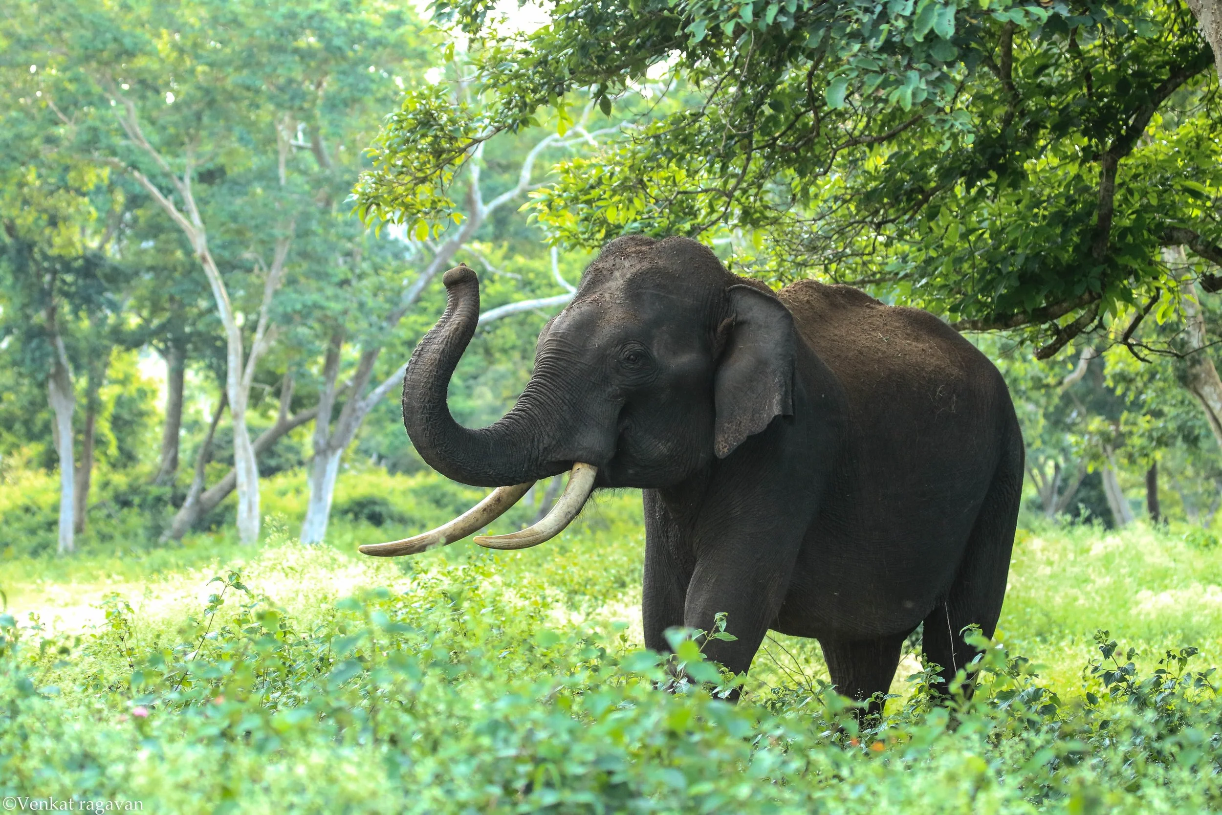 World Elephant Day: Honoring the Majesty and Conservation of Elephants