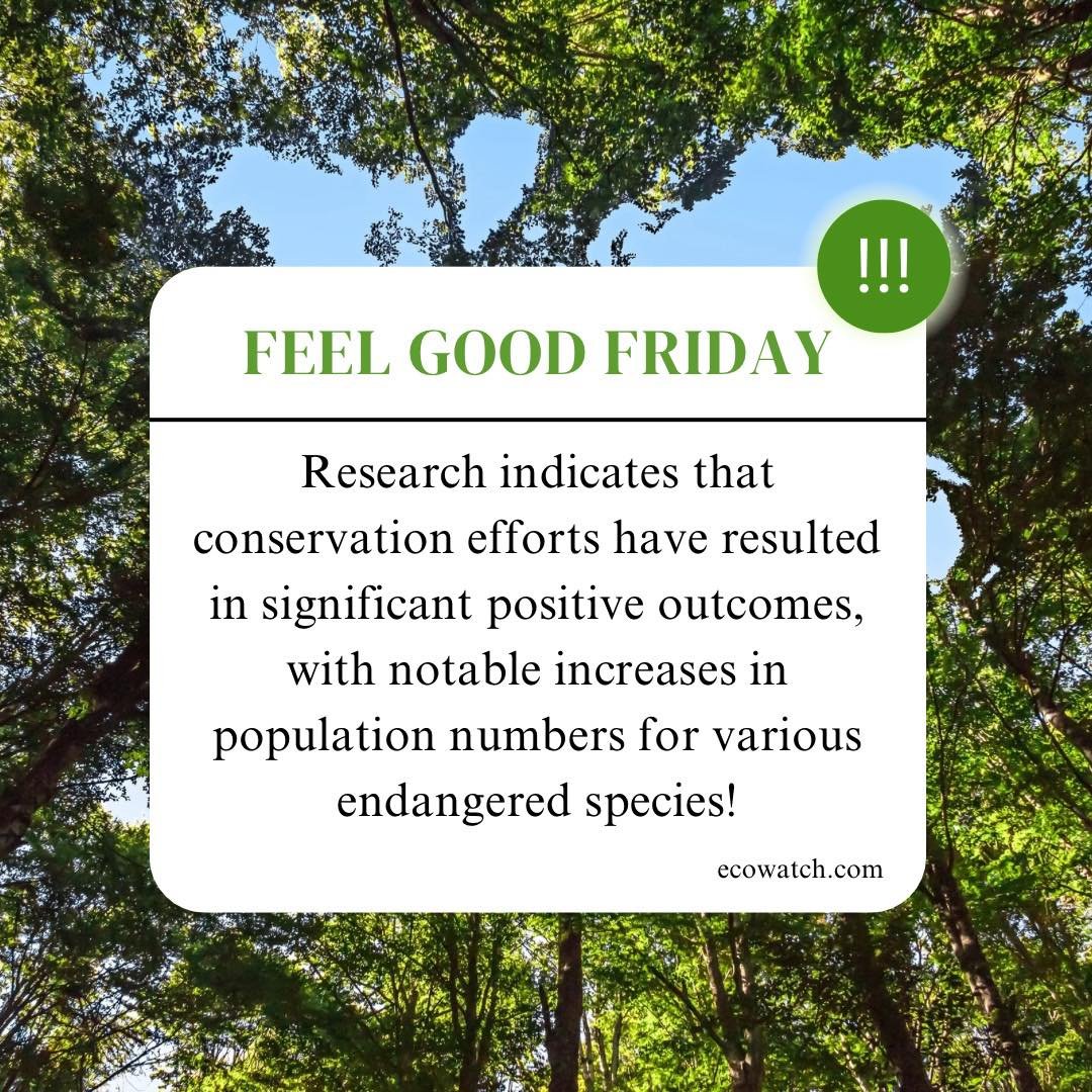 Happy Feel-Good Friday! 🎉 Research shows that conservation efforts like our own are making a real difference! 

Endangered species are thriving thanks to your support. This is a huge win, let&rsquo;s keep the momentum going! 👏🌎🫶

#feelgoodfriday 