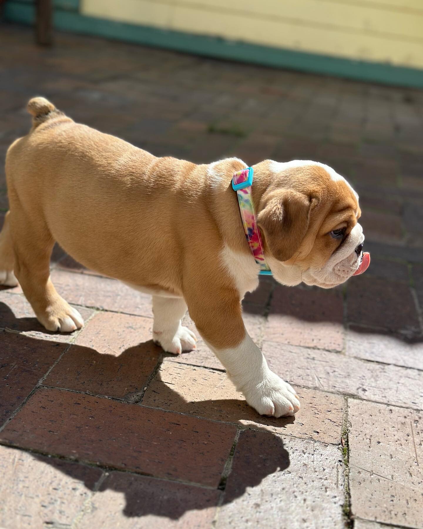 Arguably the most adorable office companion yet. 💙