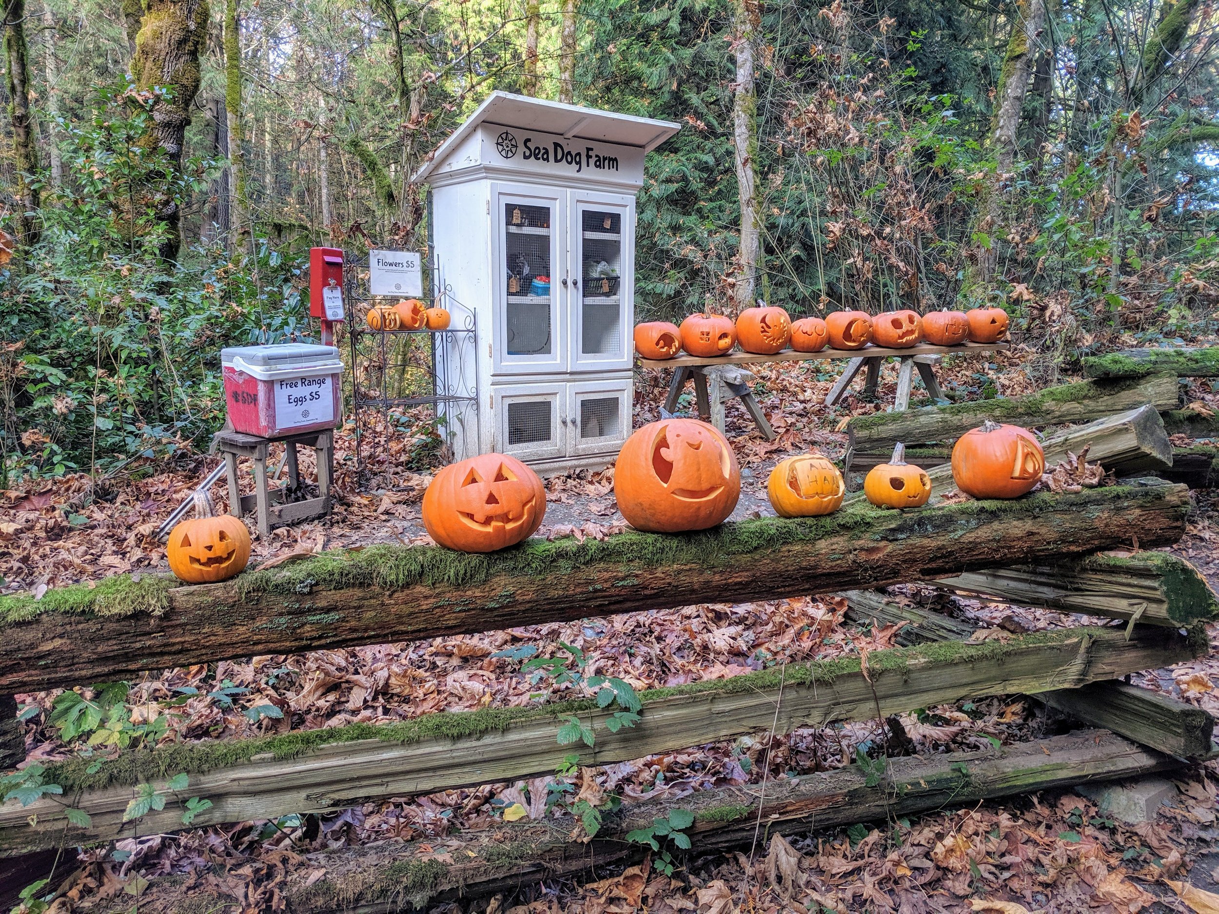 stand with pumpkins.jpg