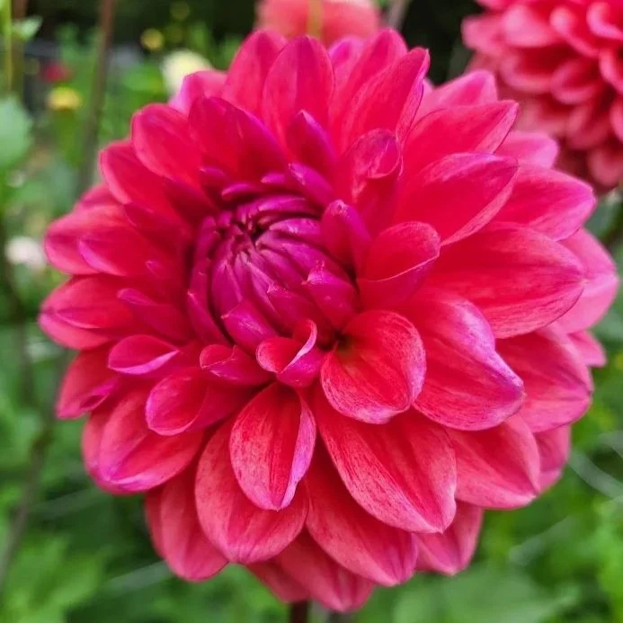 Bowser+Tash.jpg