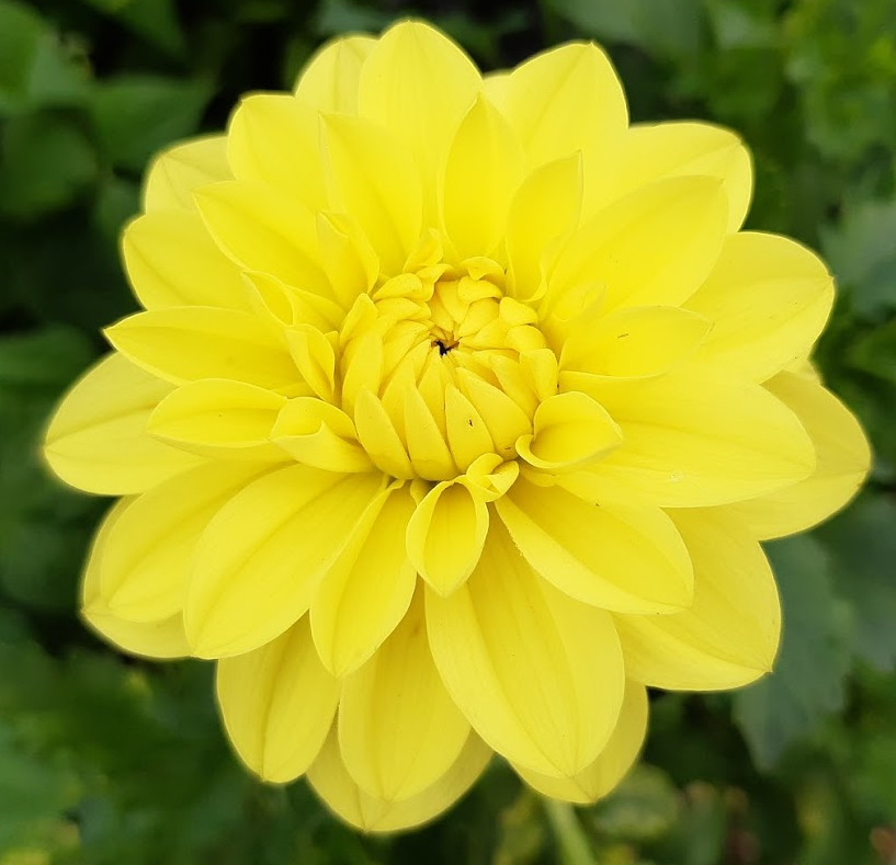 Yellow.png