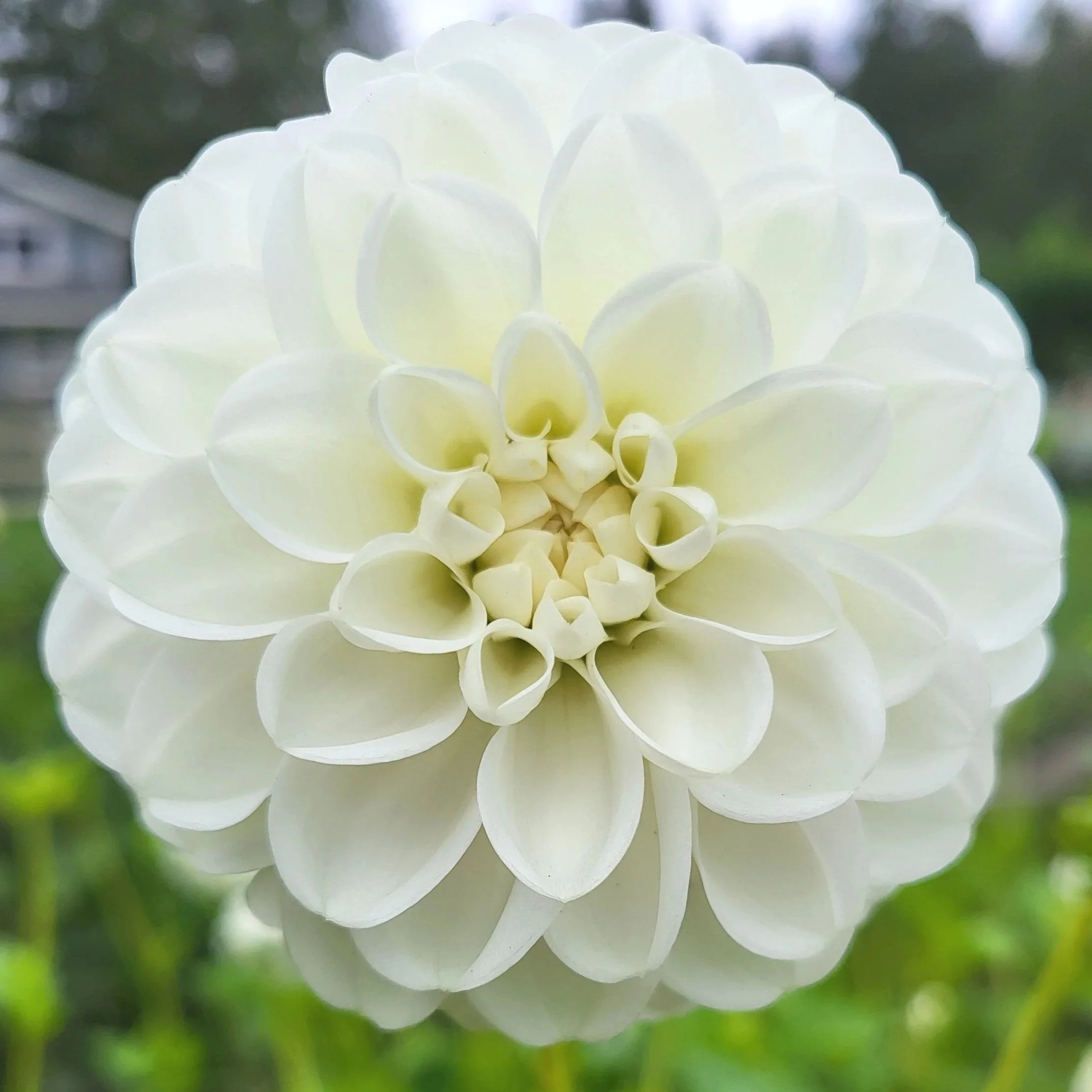 Orsett%2BBeauty%2B3.jpg
