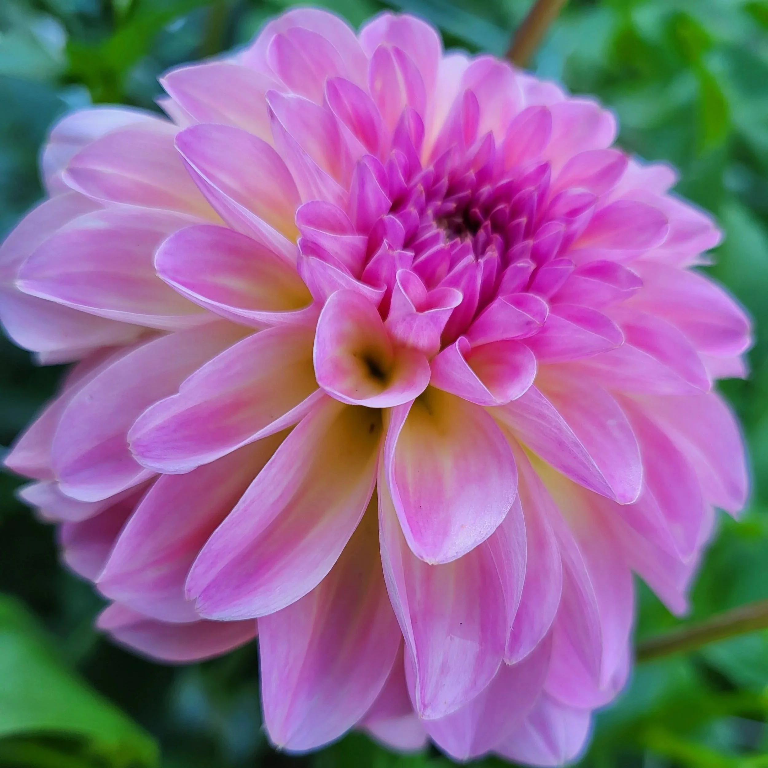 Pink+Suffusion.jpg