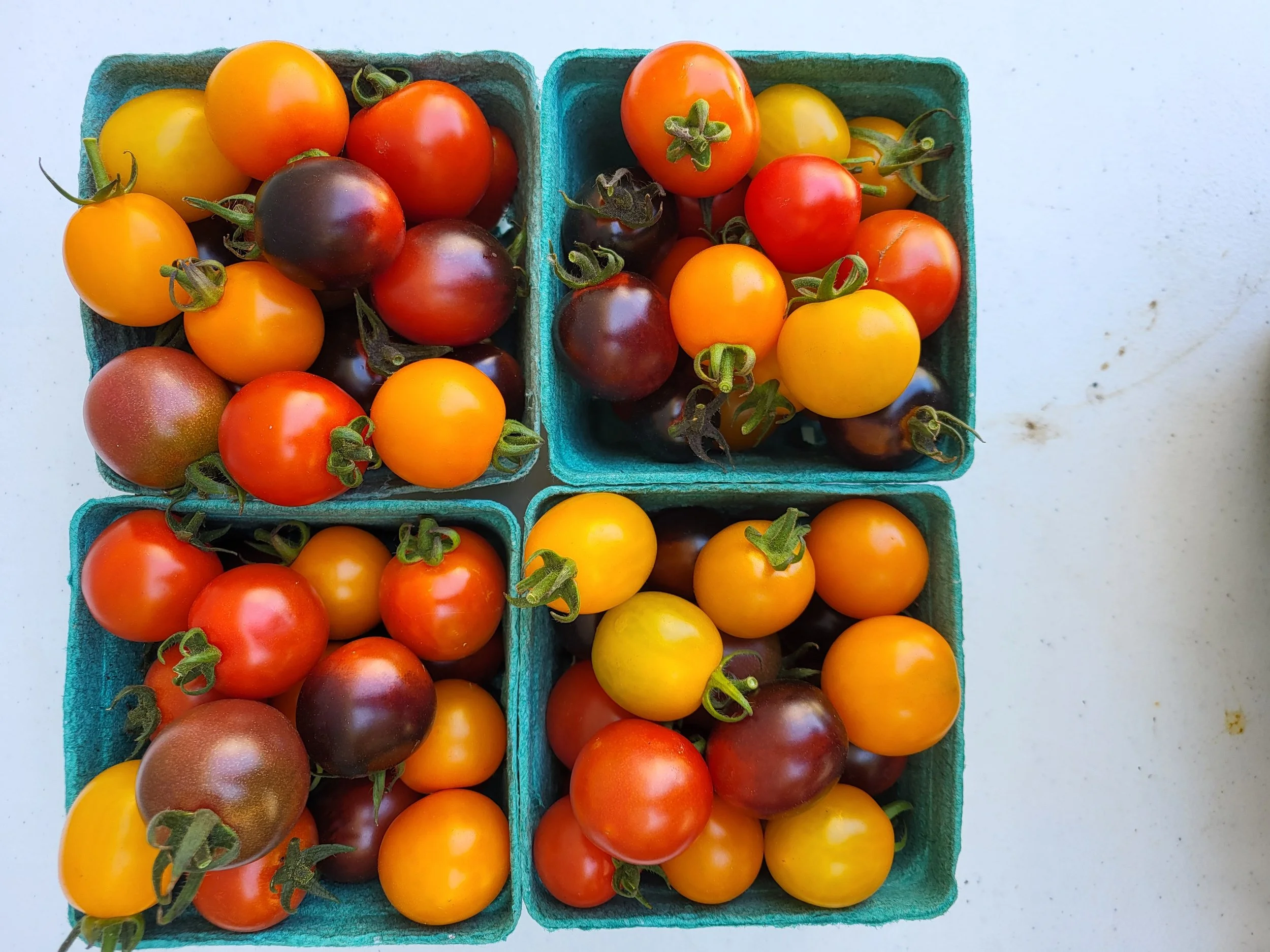 Cherry tomatoes mixed.jpg