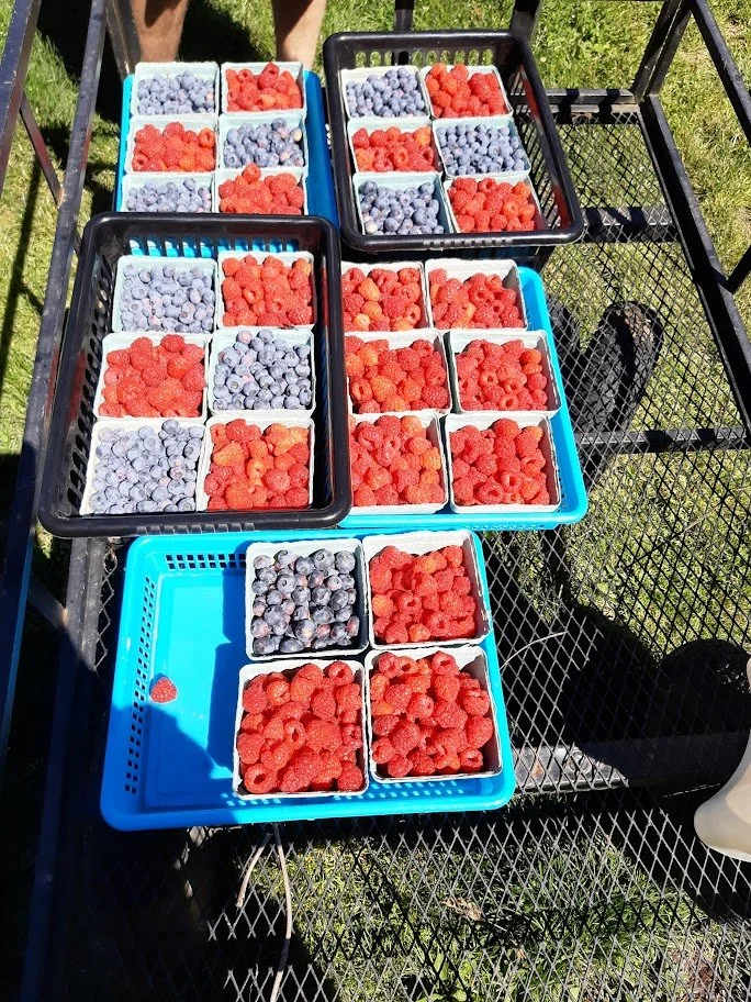 Berry Harvest - Sea Dog Farm
