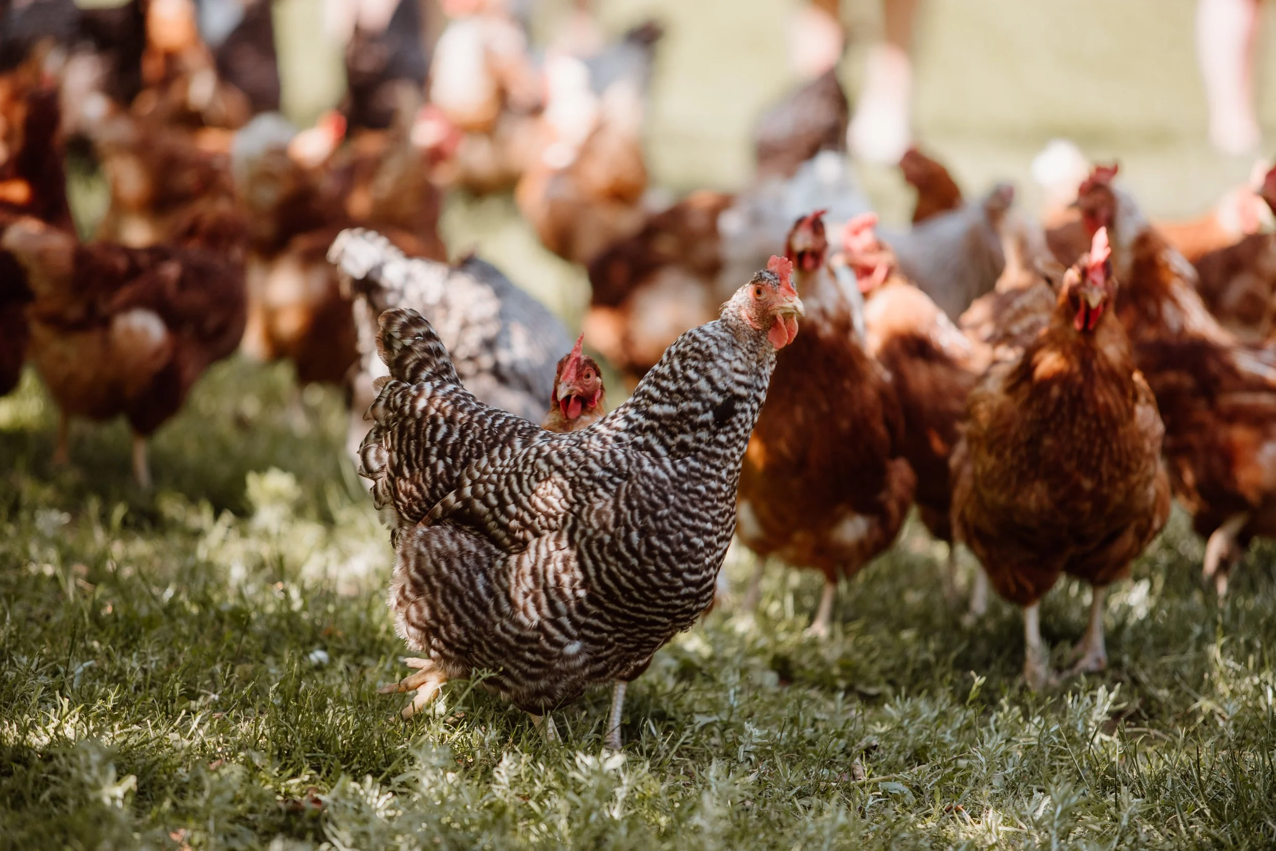  Chelsea Warren Photography