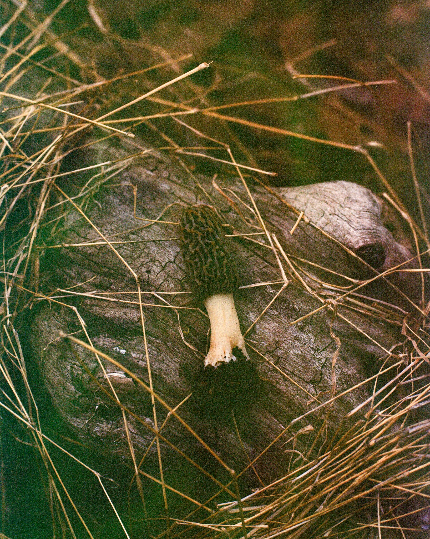 Worn-Path-16.jpg