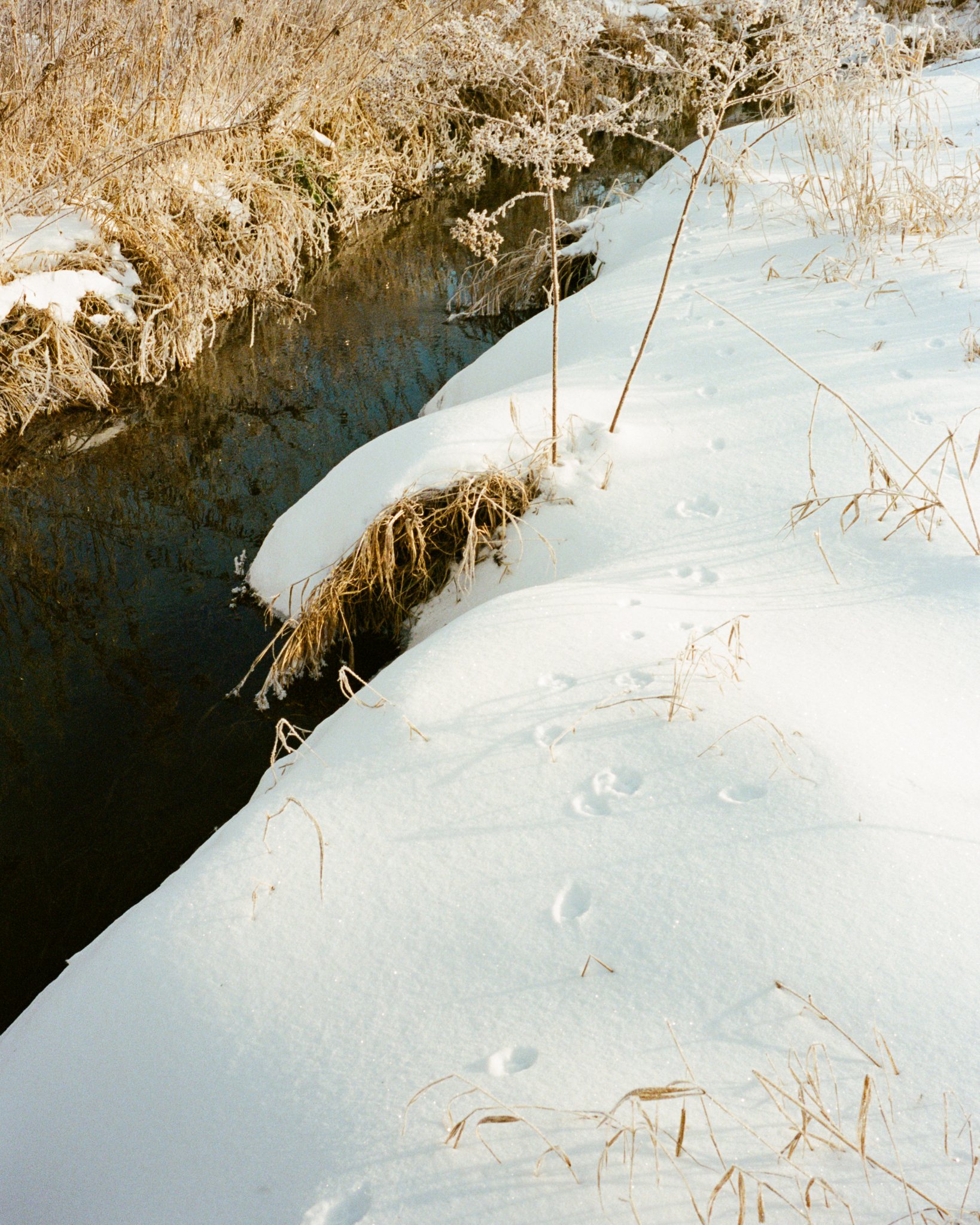 Fox-Tracks.jpg