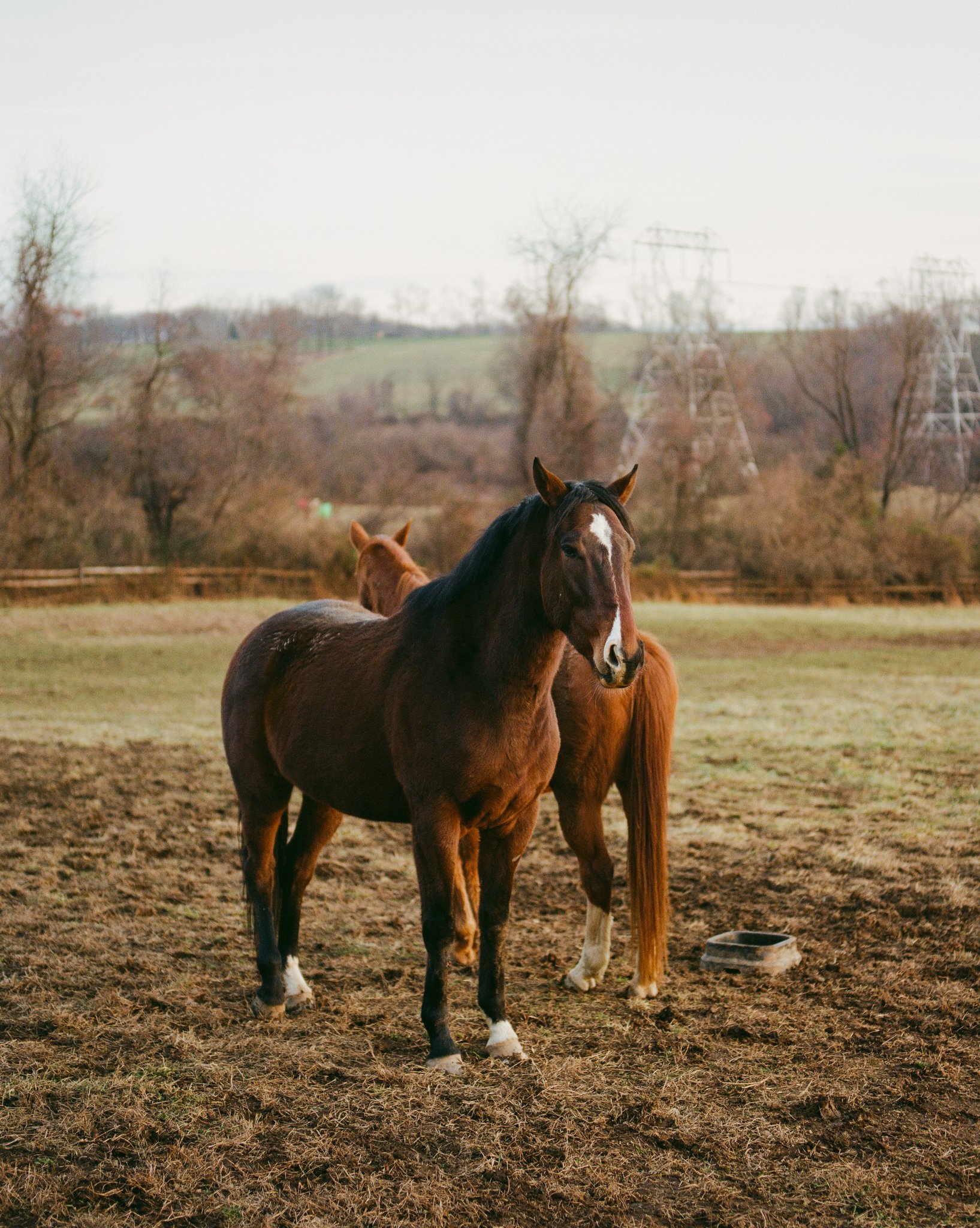 Horses-Winter.jpg
