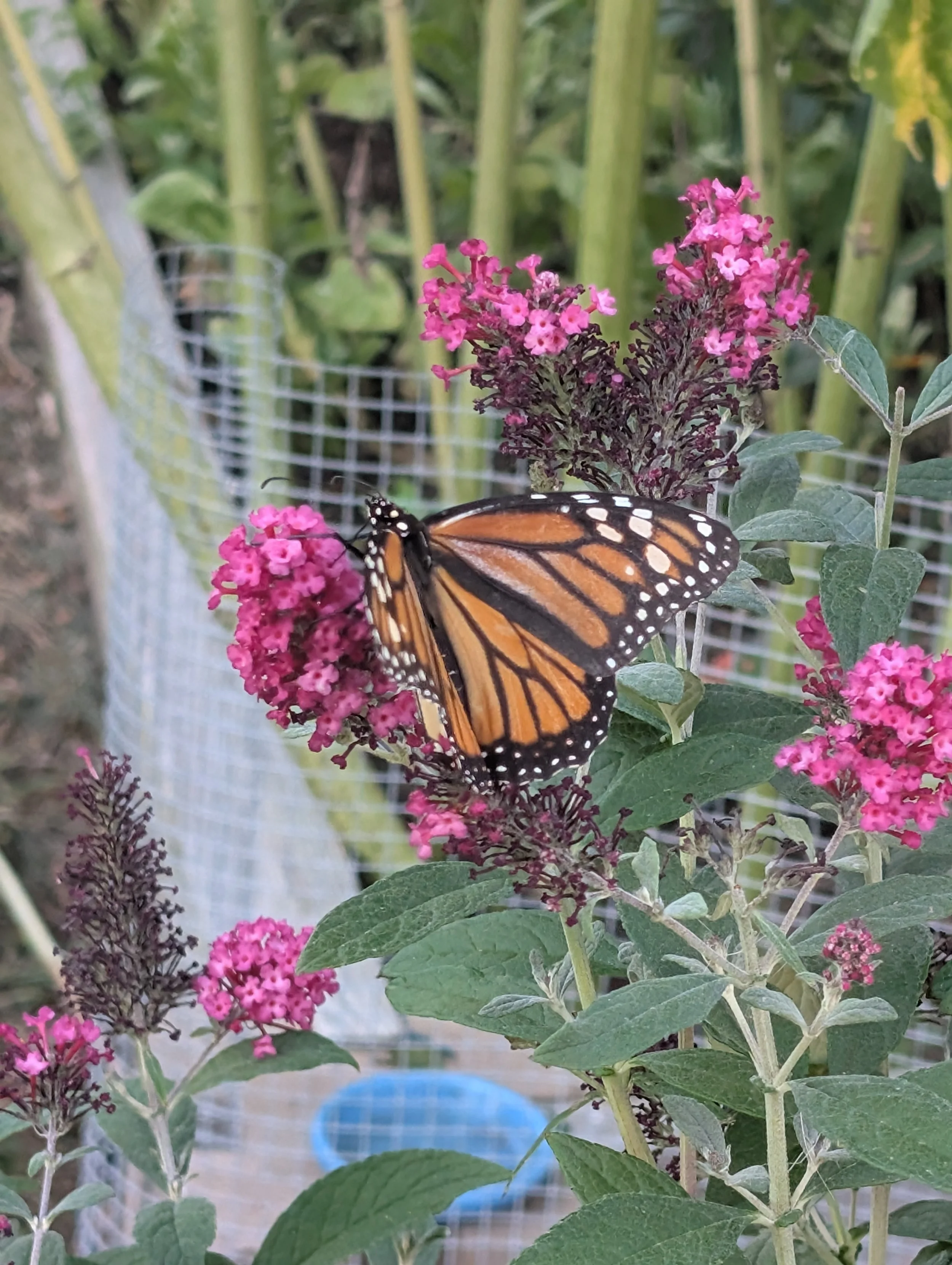 The Monarchs are Here!