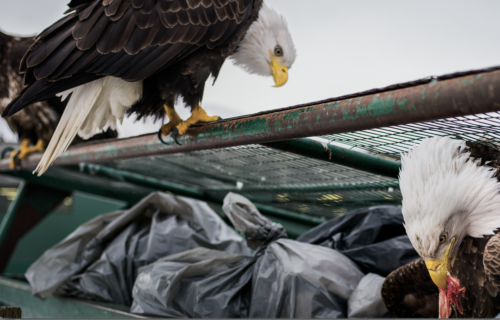 Dirty Birds - The California Sunday Magazine