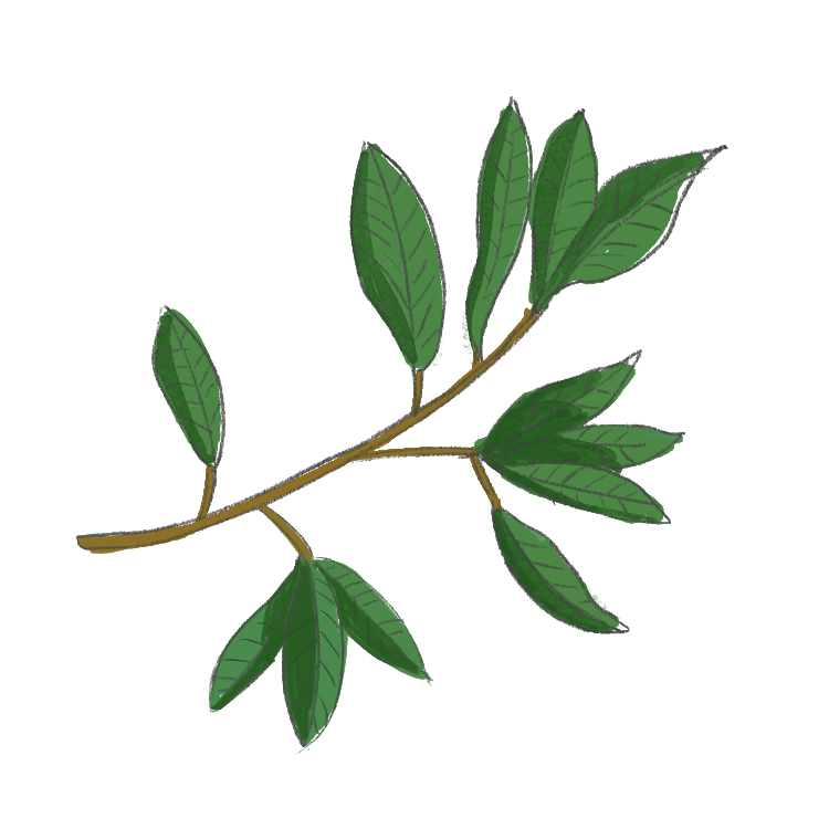 Branch03.png