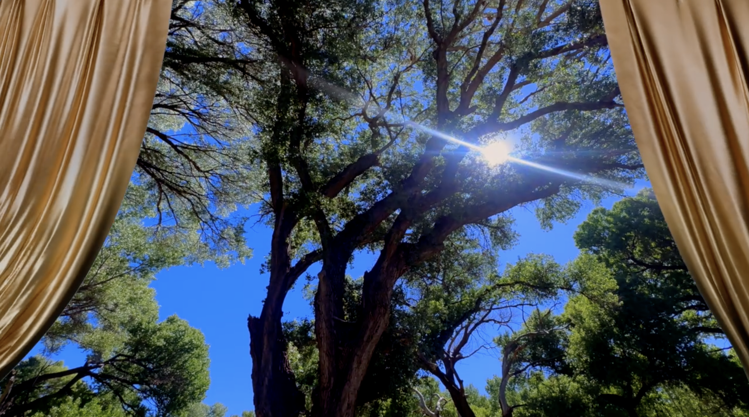 The Tree of Accountability