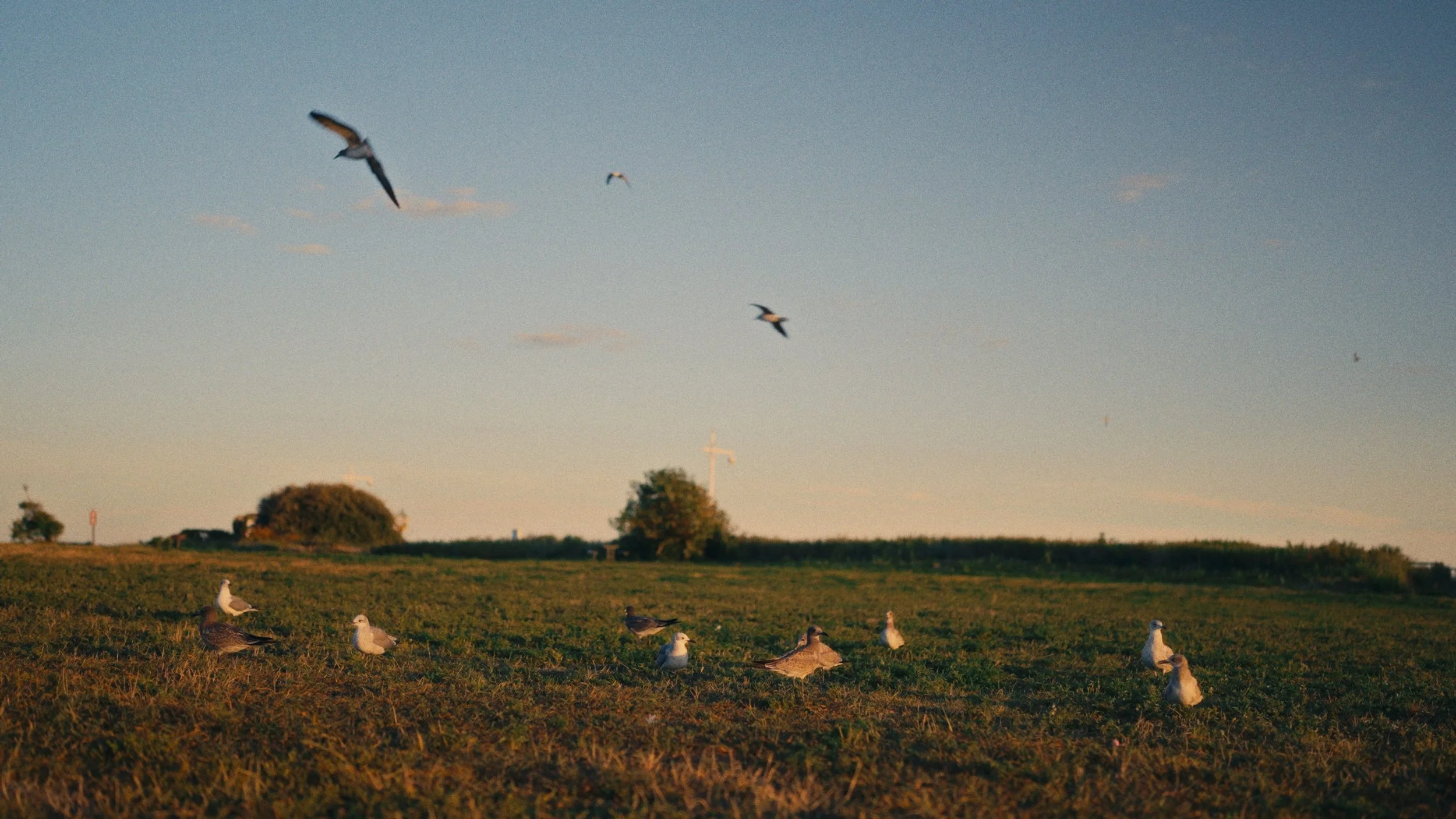 Seagulls flying in the sky and standing on a grassy field at sunset with a cross and trees in the background.
