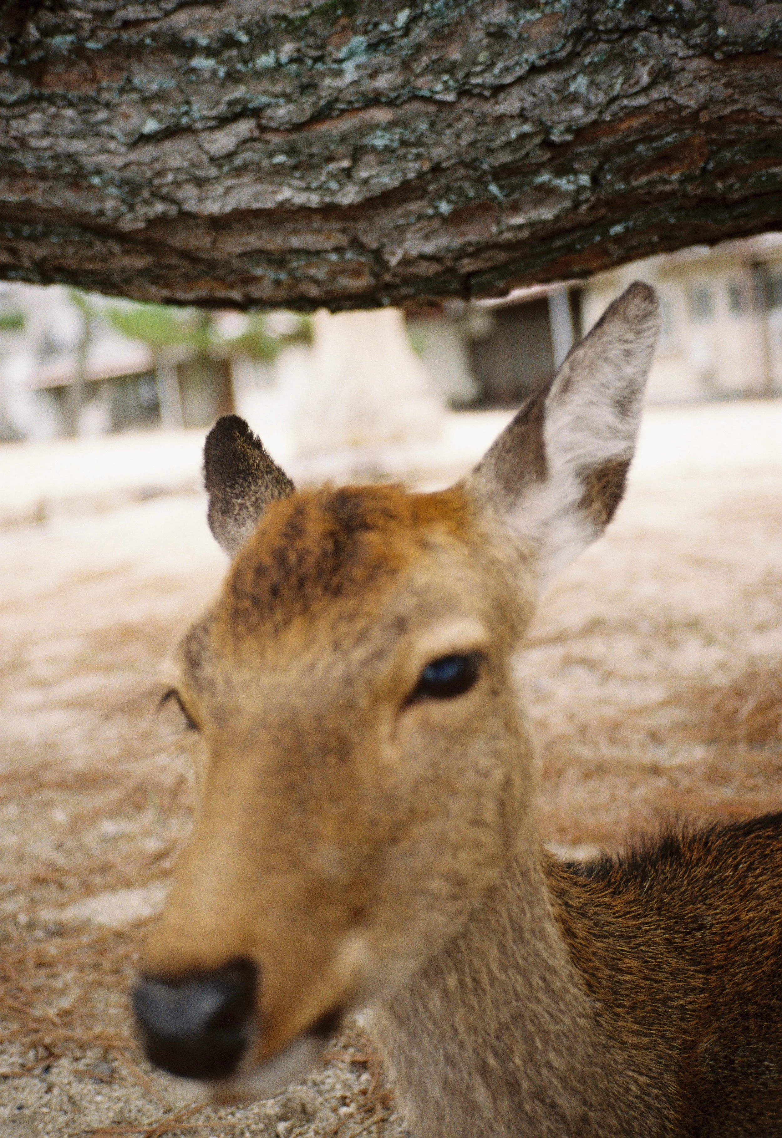 Close-up of a young deer under a tree, with its head turned slightly towards the camera.