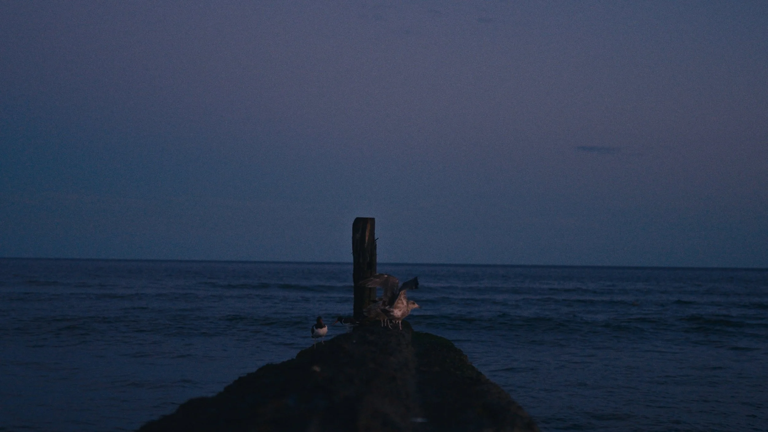 Seagulls perched on a piece of driftwood on a rocky shoreline during dusk, with the ocean and a darkening sky in the background.
