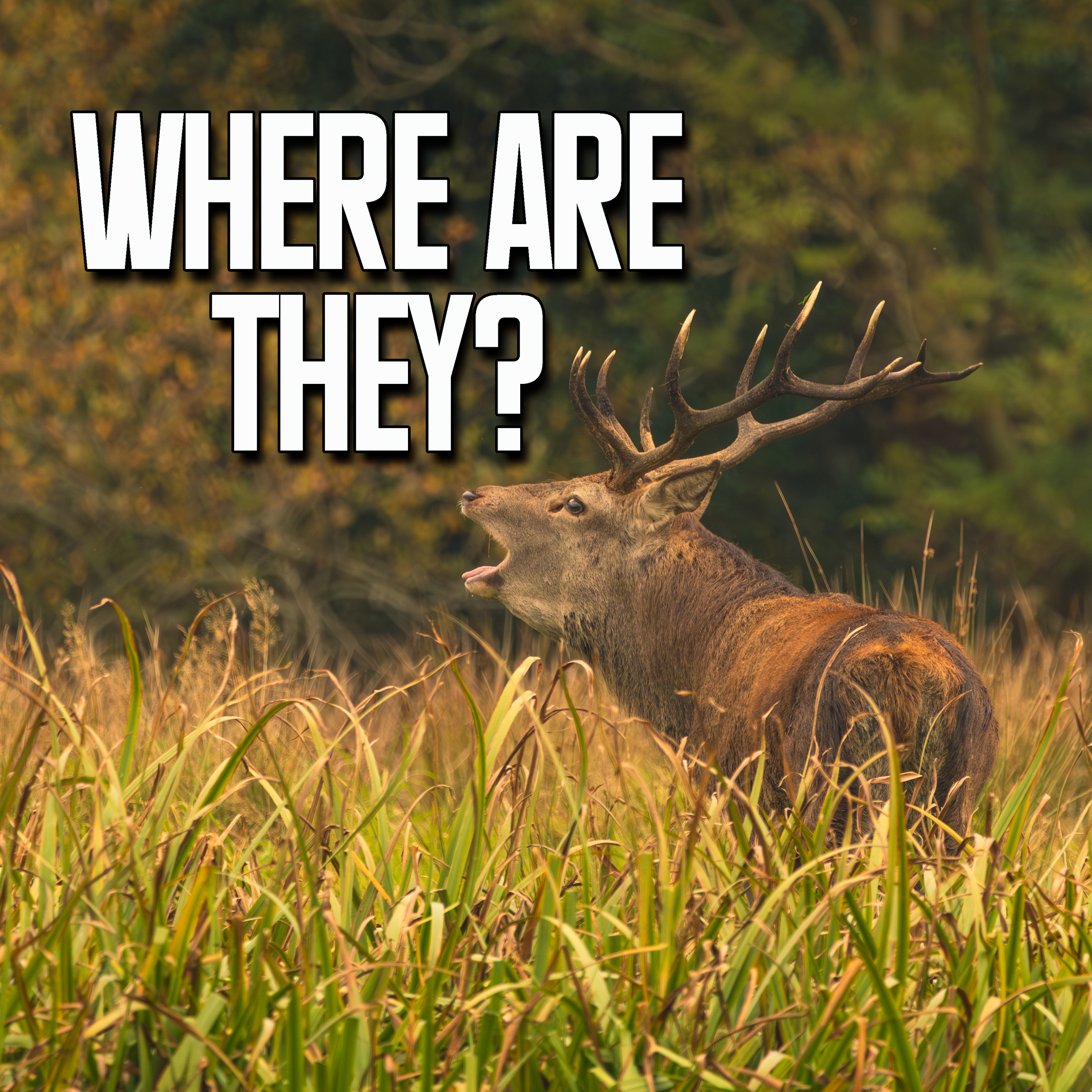 Waiting for the Roar: Ireland's Native Red Deer Rut in Killarney
