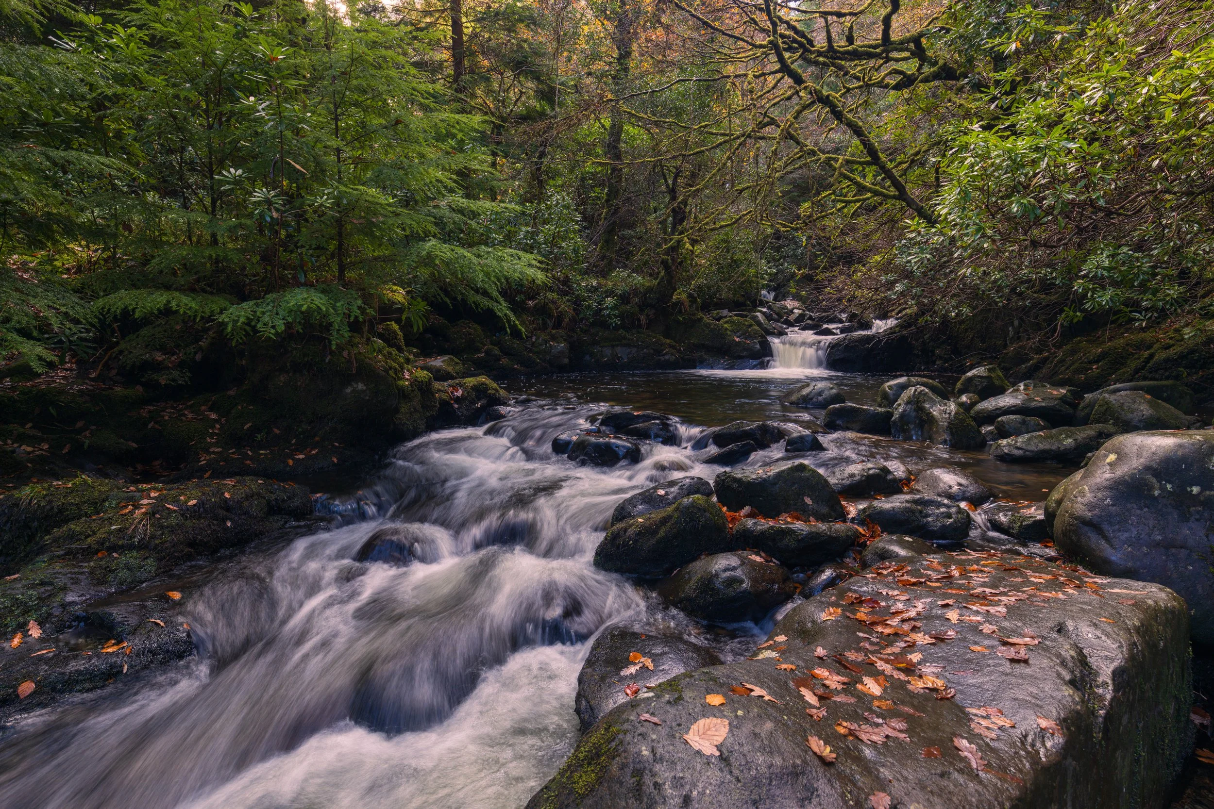 Xpan Woodland Killarney-2.jpg