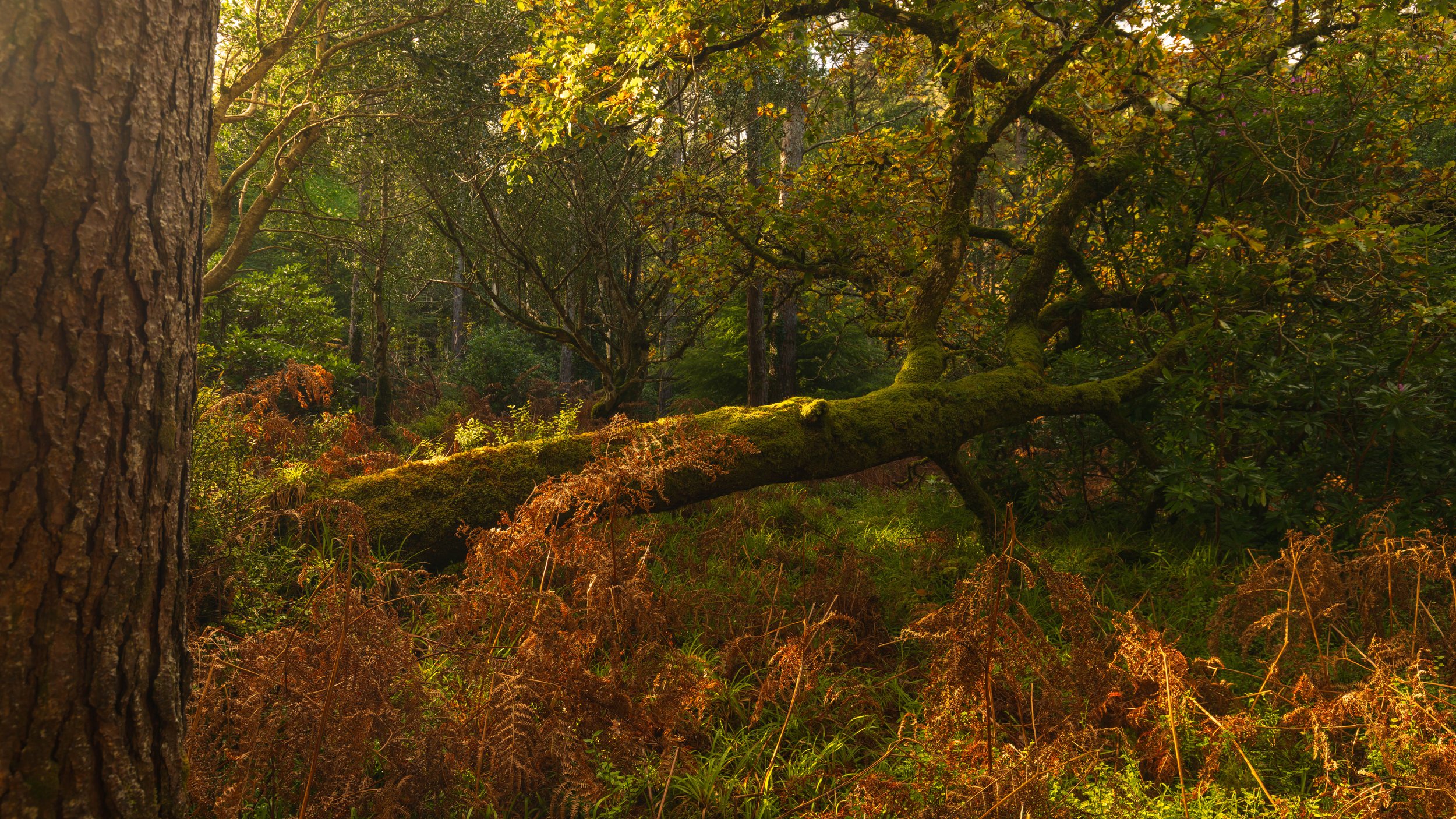 Xpan Woodland Killarney-8.jpg