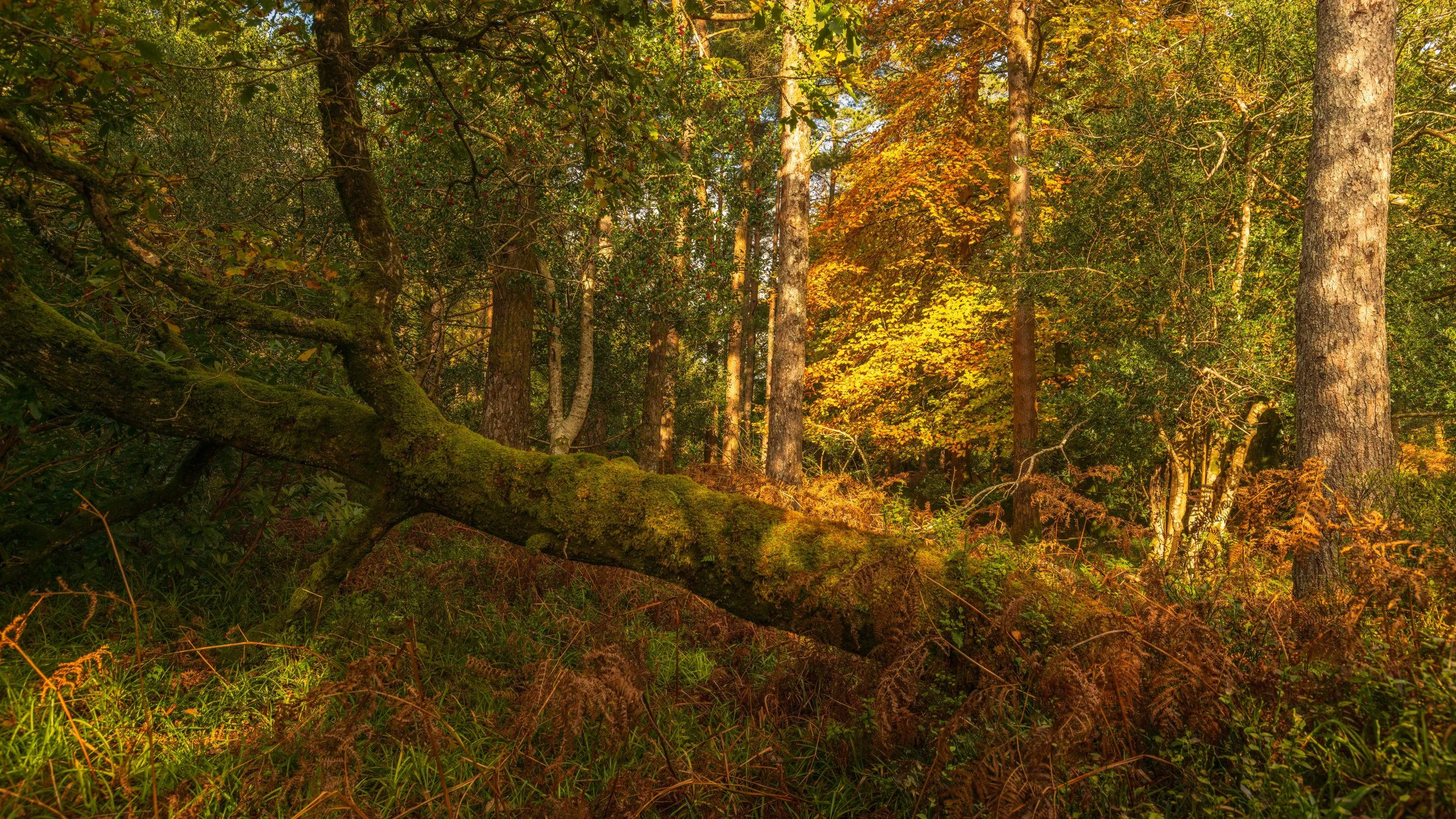 Xpan Woodland Killarney-9.jpg