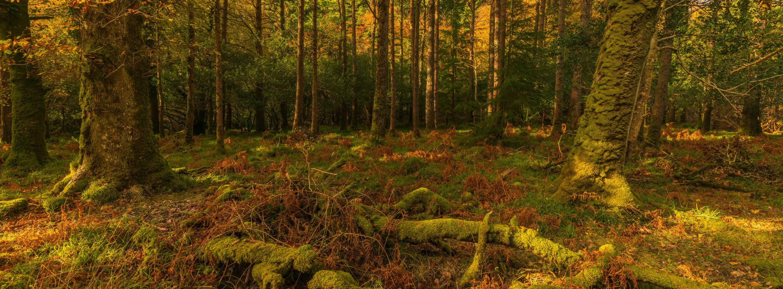 Xpan Woodland Killarney-11.jpg