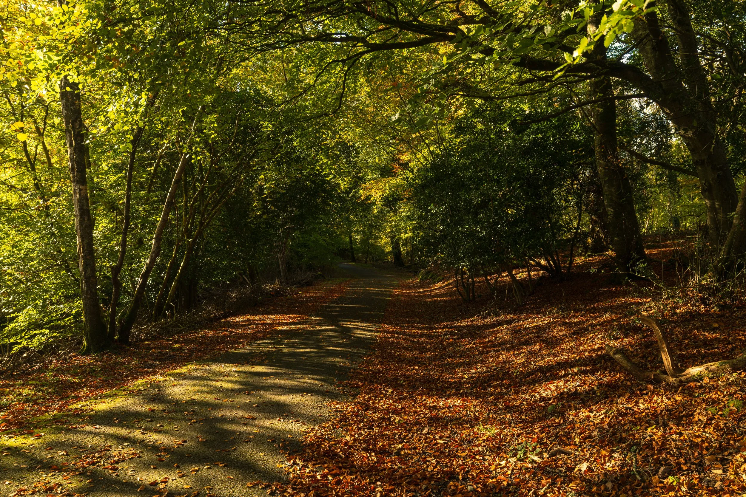 ross island-4.jpg