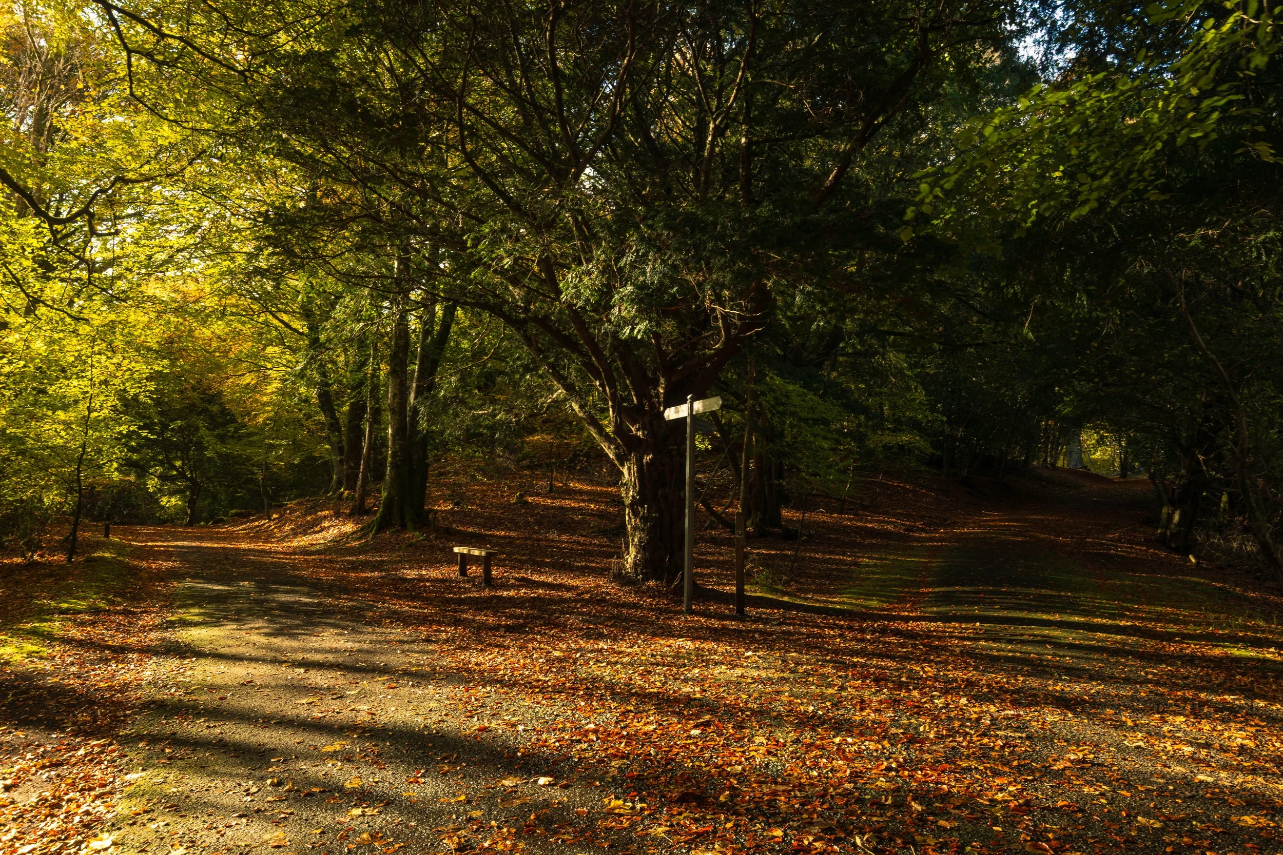 ross island-5.jpg