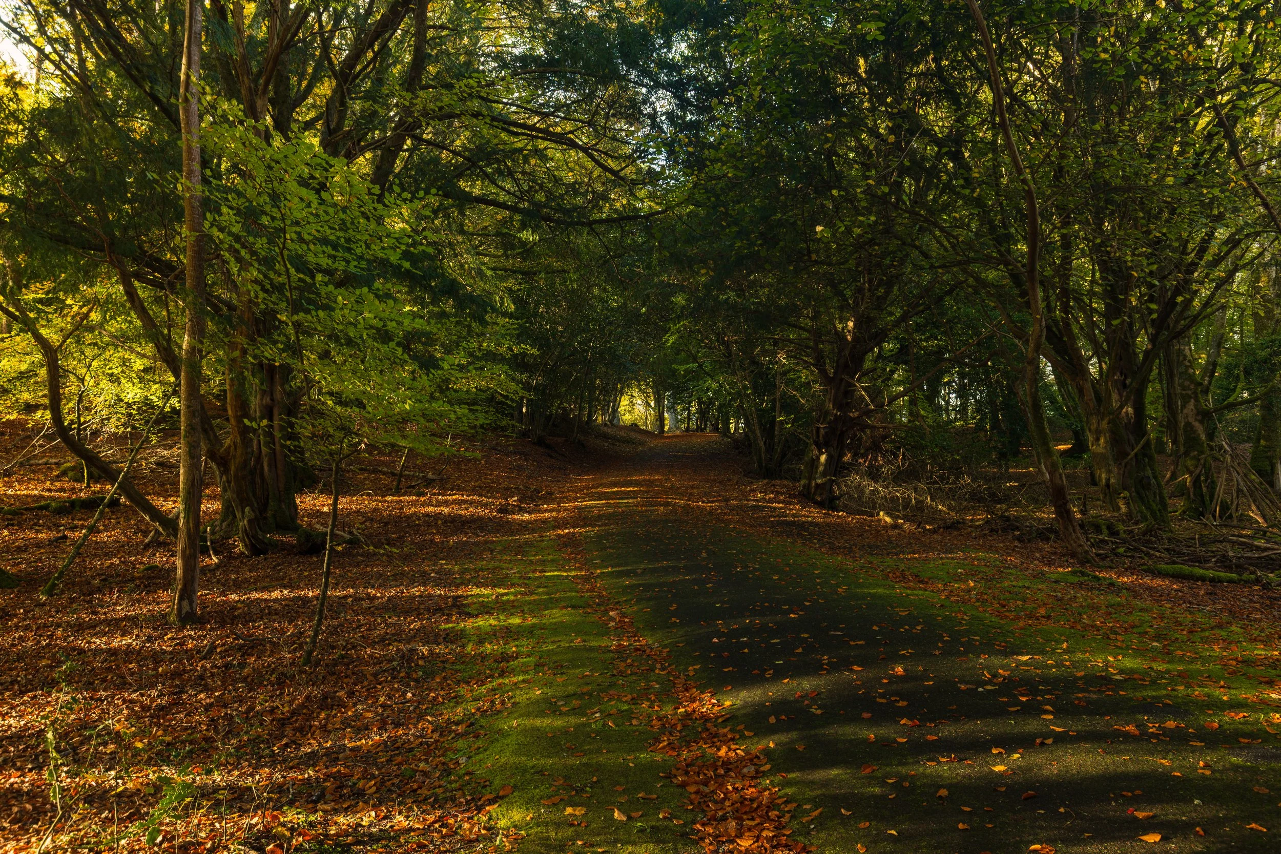 ross island-7.jpg