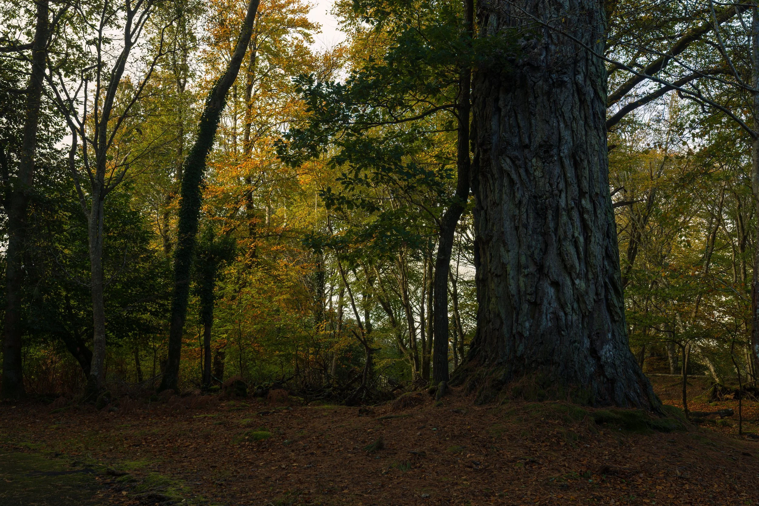 ross island-8.jpg