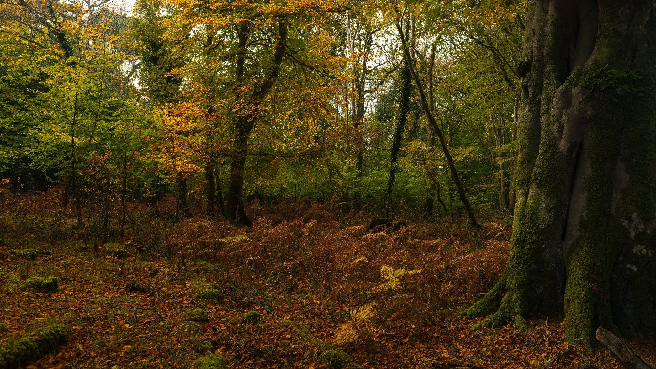 ross island-9.jpg