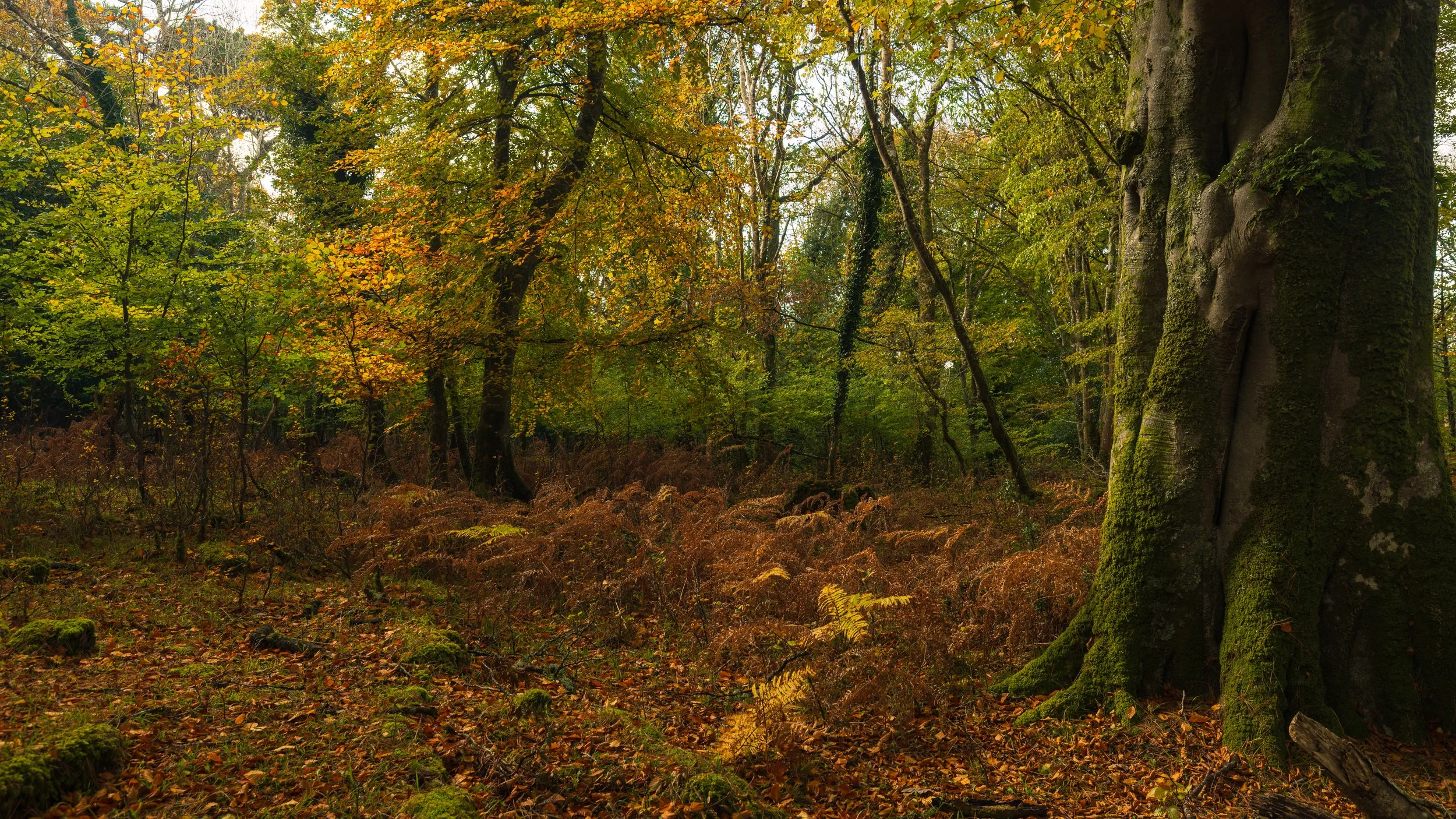 ross island-10.jpg