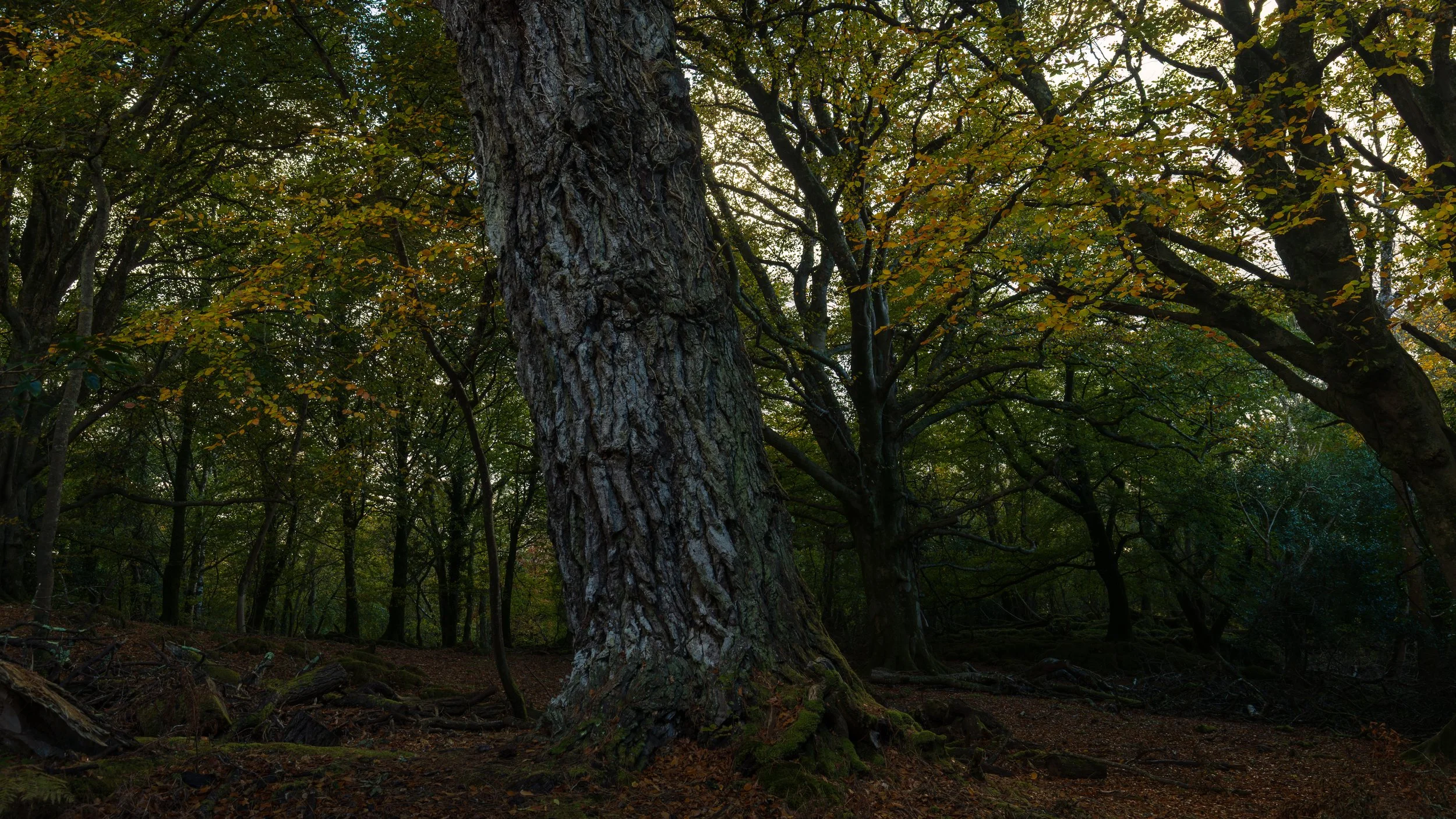 ross island-13.jpg