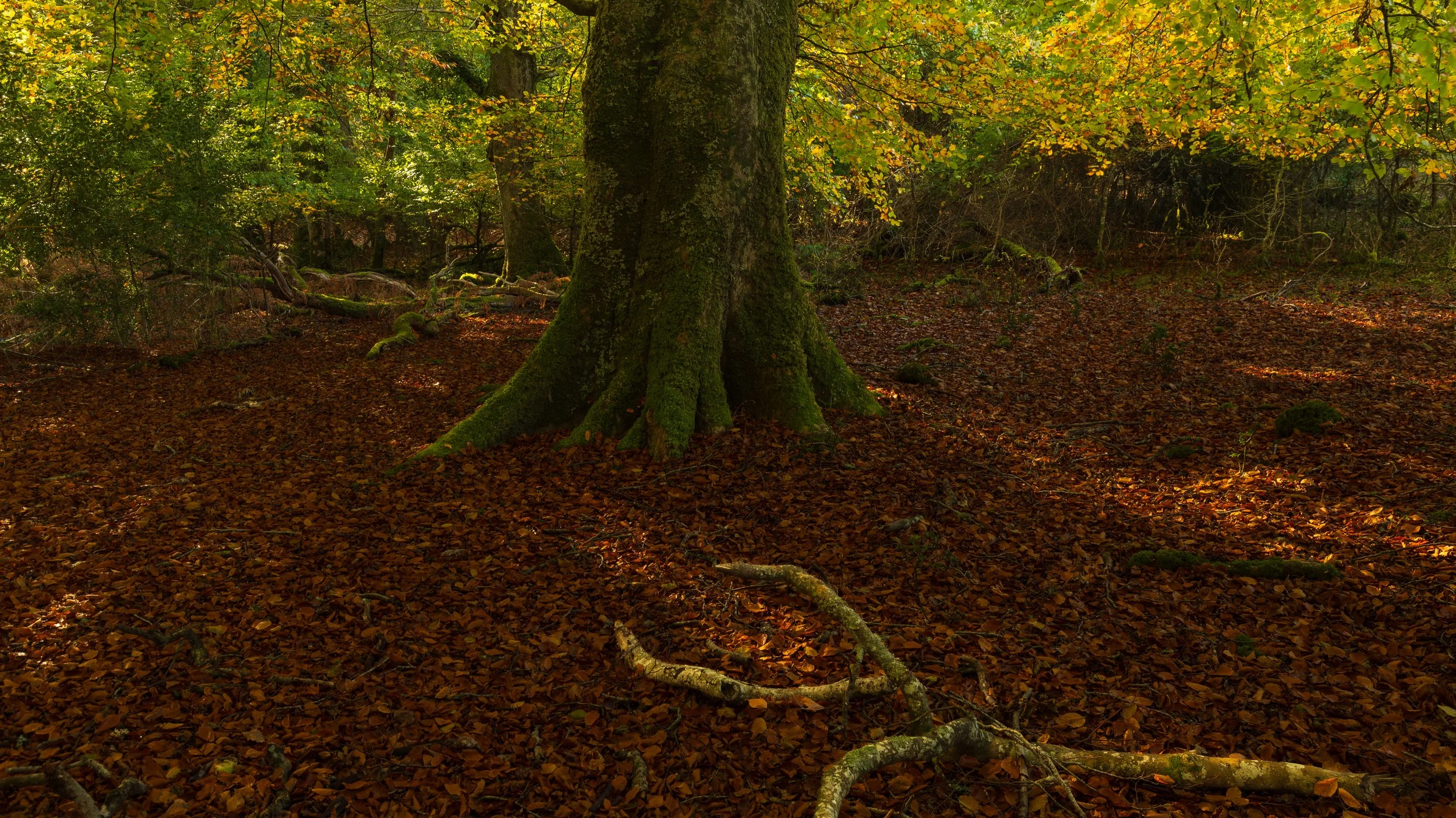 ross island-14.jpg