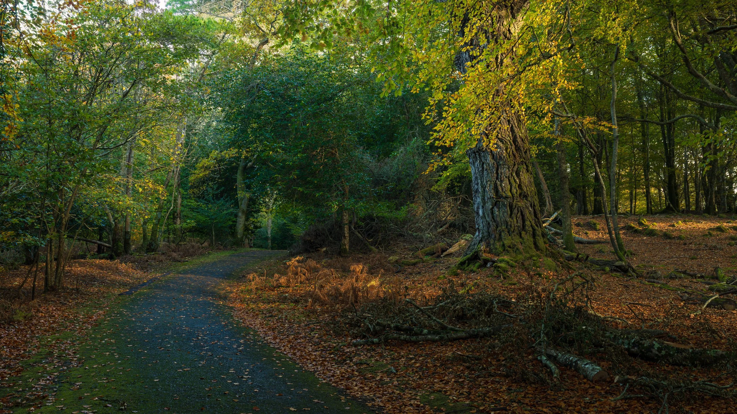 ross island-15.jpg