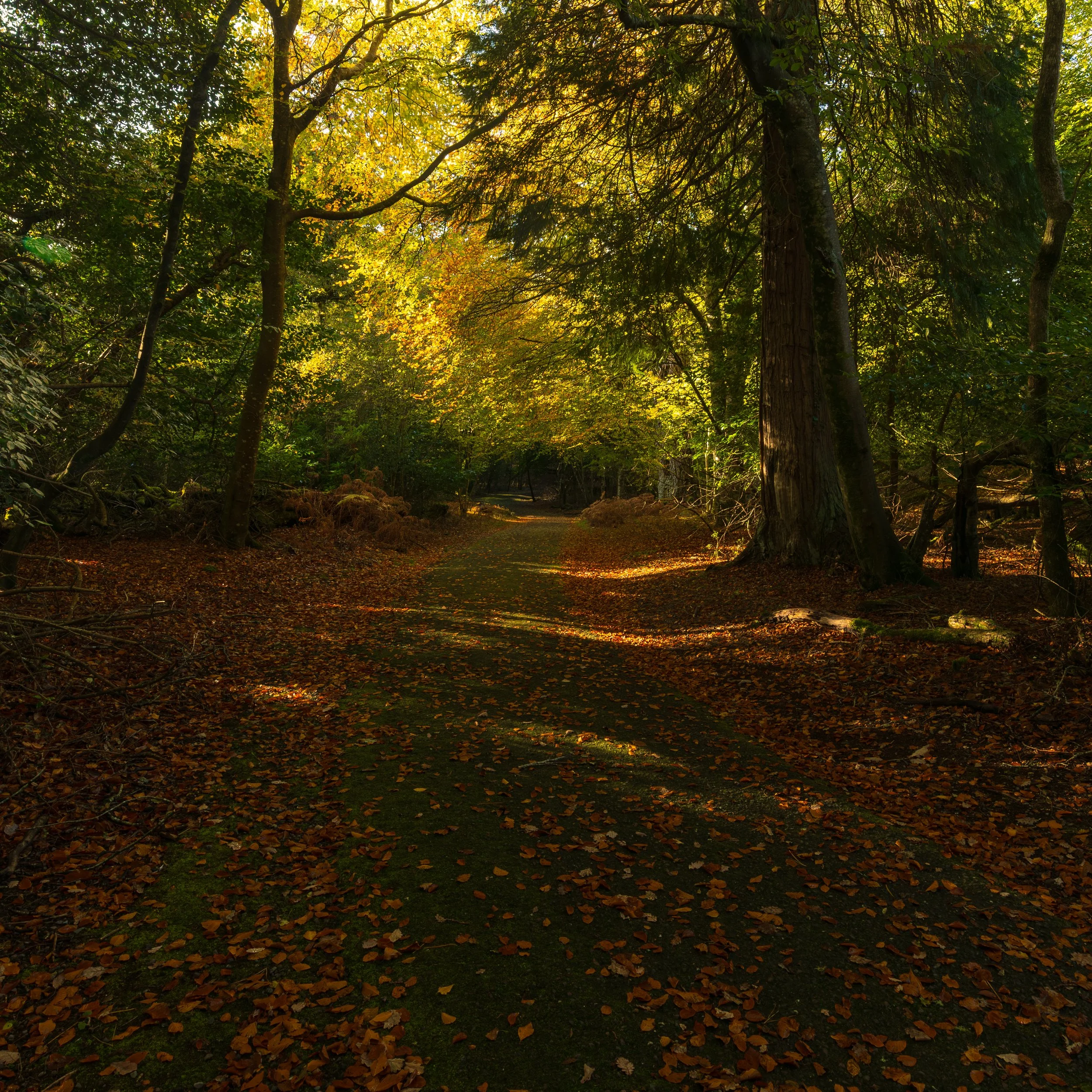 ross island-17.jpg