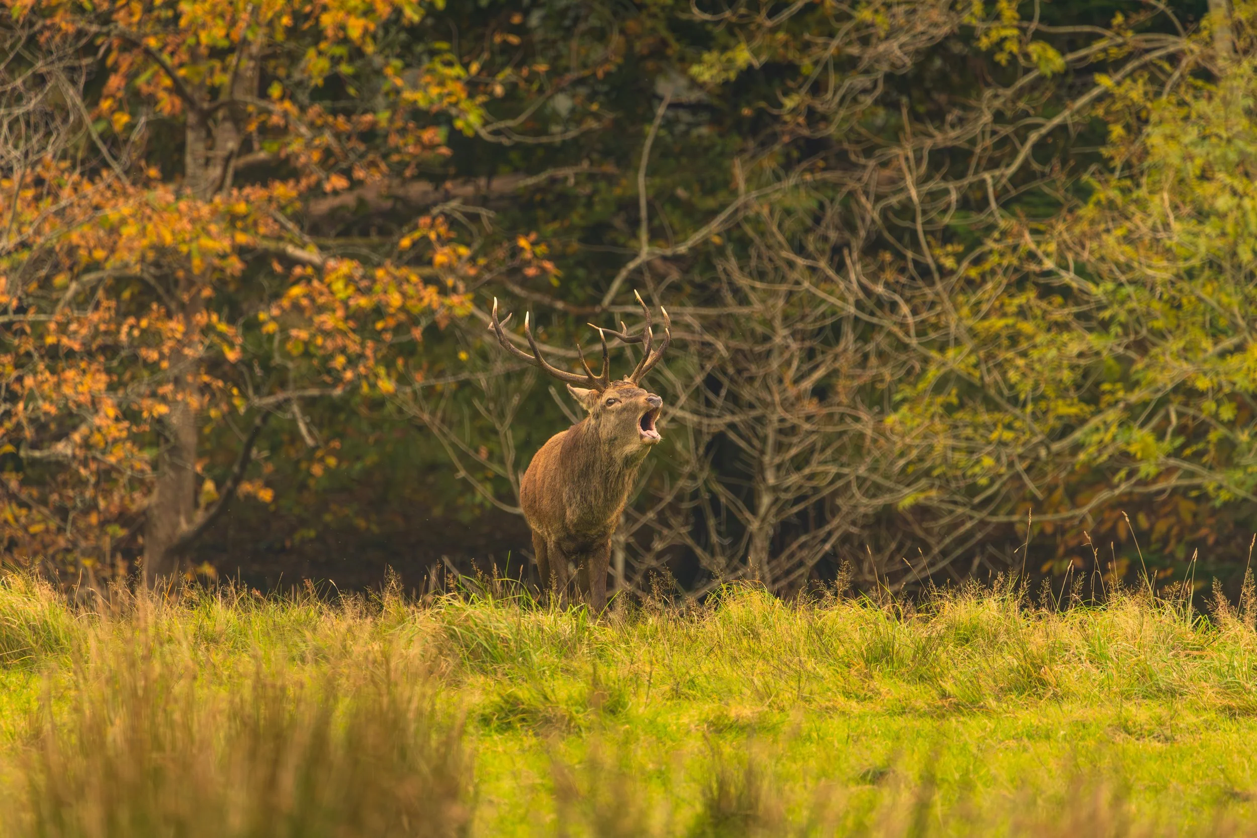 deer rut 2025-11.jpg
