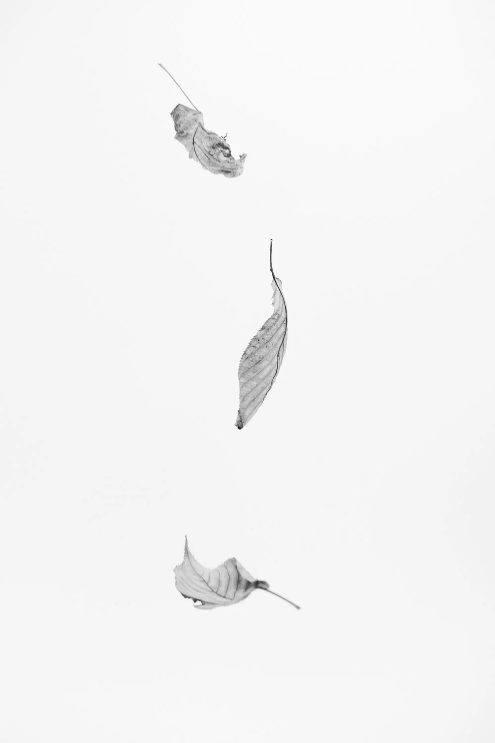 DSCF5474+LQ.jpeg