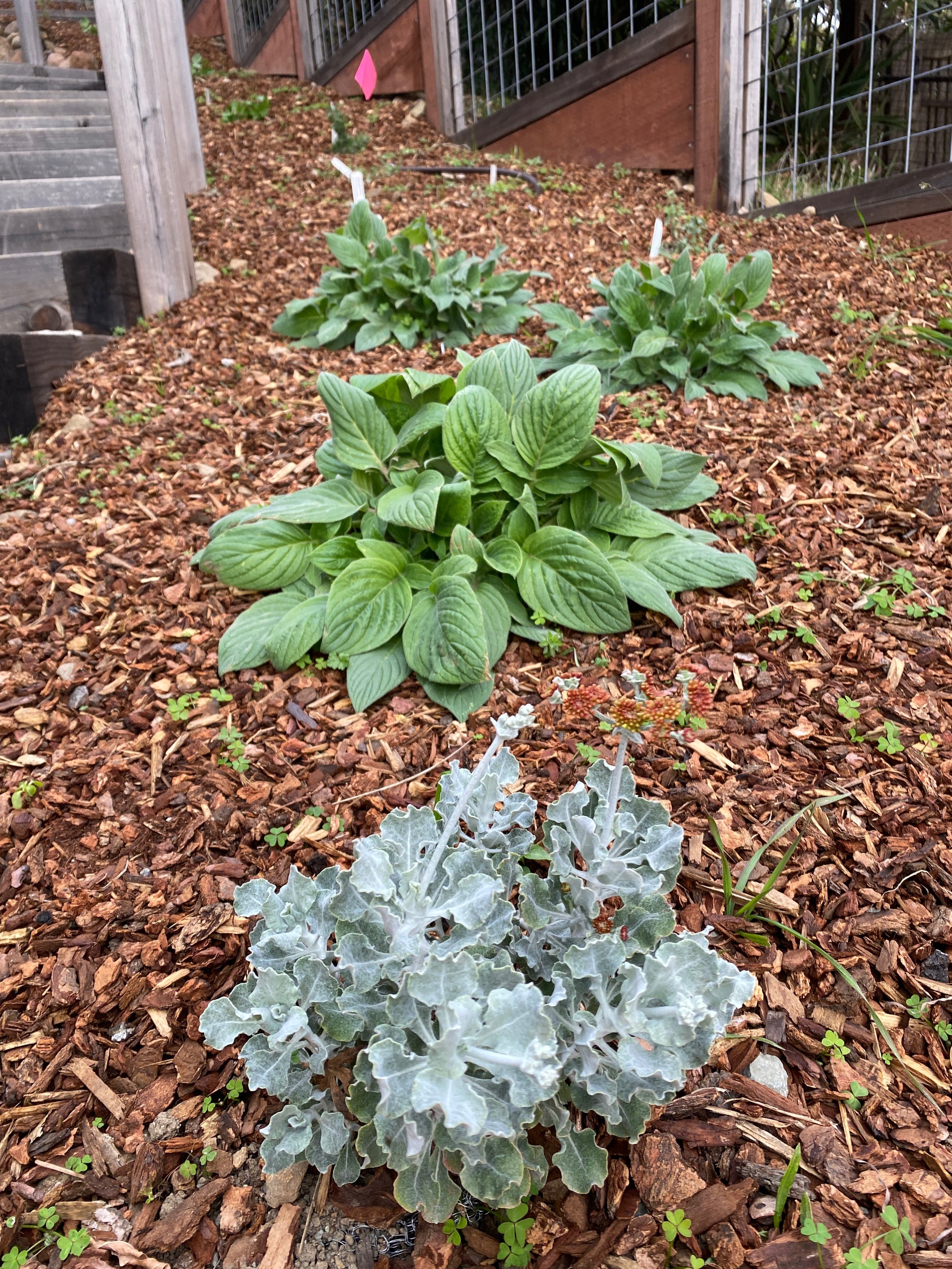 California Phacelia (Phacelia californica) and Conejo buckwheat (Eriogonum crocatum).